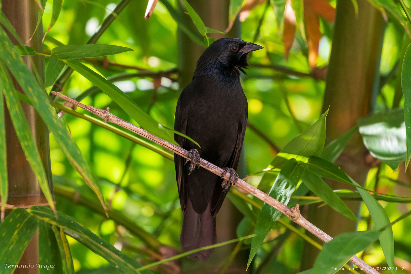 Pássaro-Preto (Graúna/Chupão)