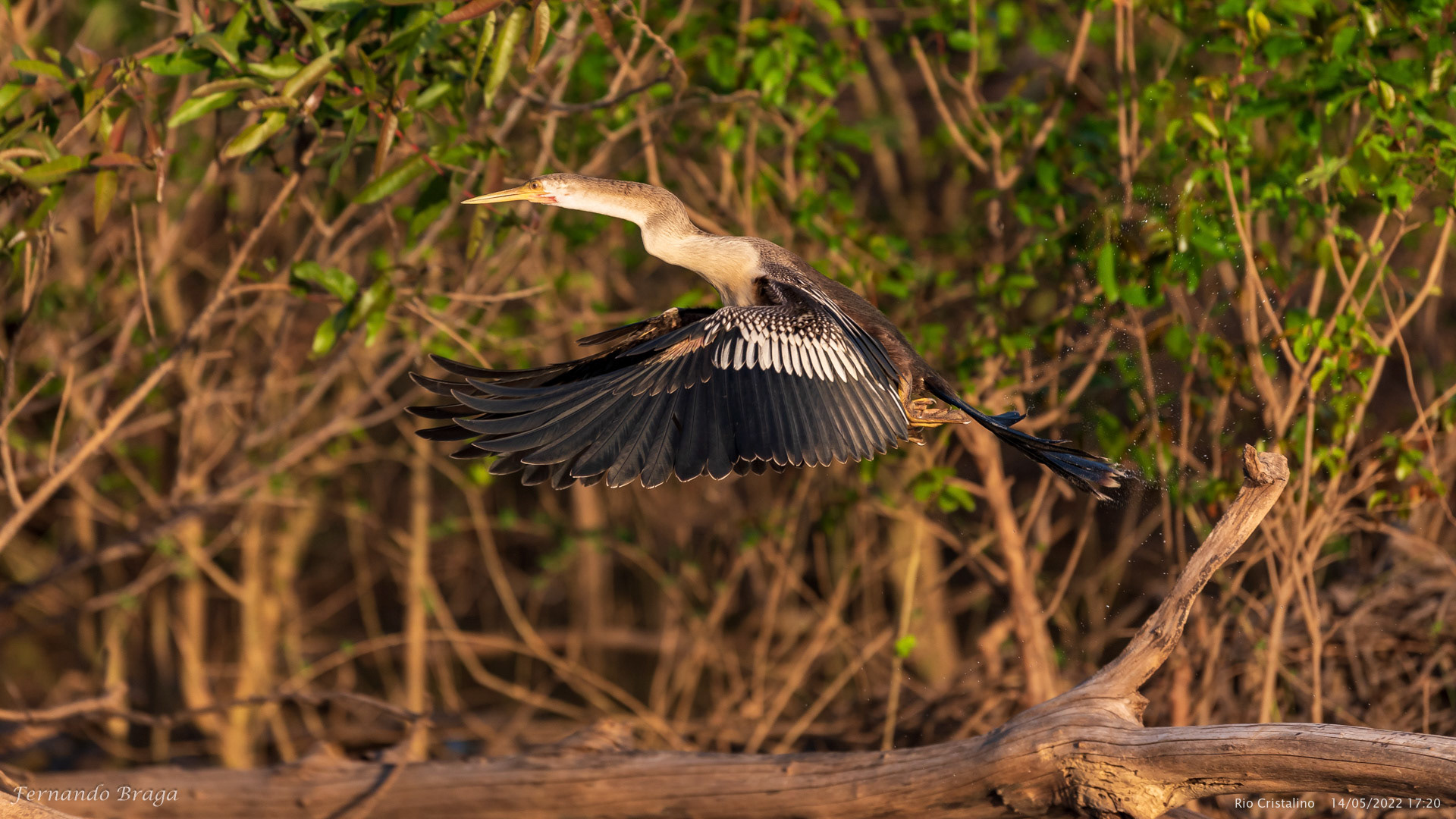 Biguatinga (Mergulhão)