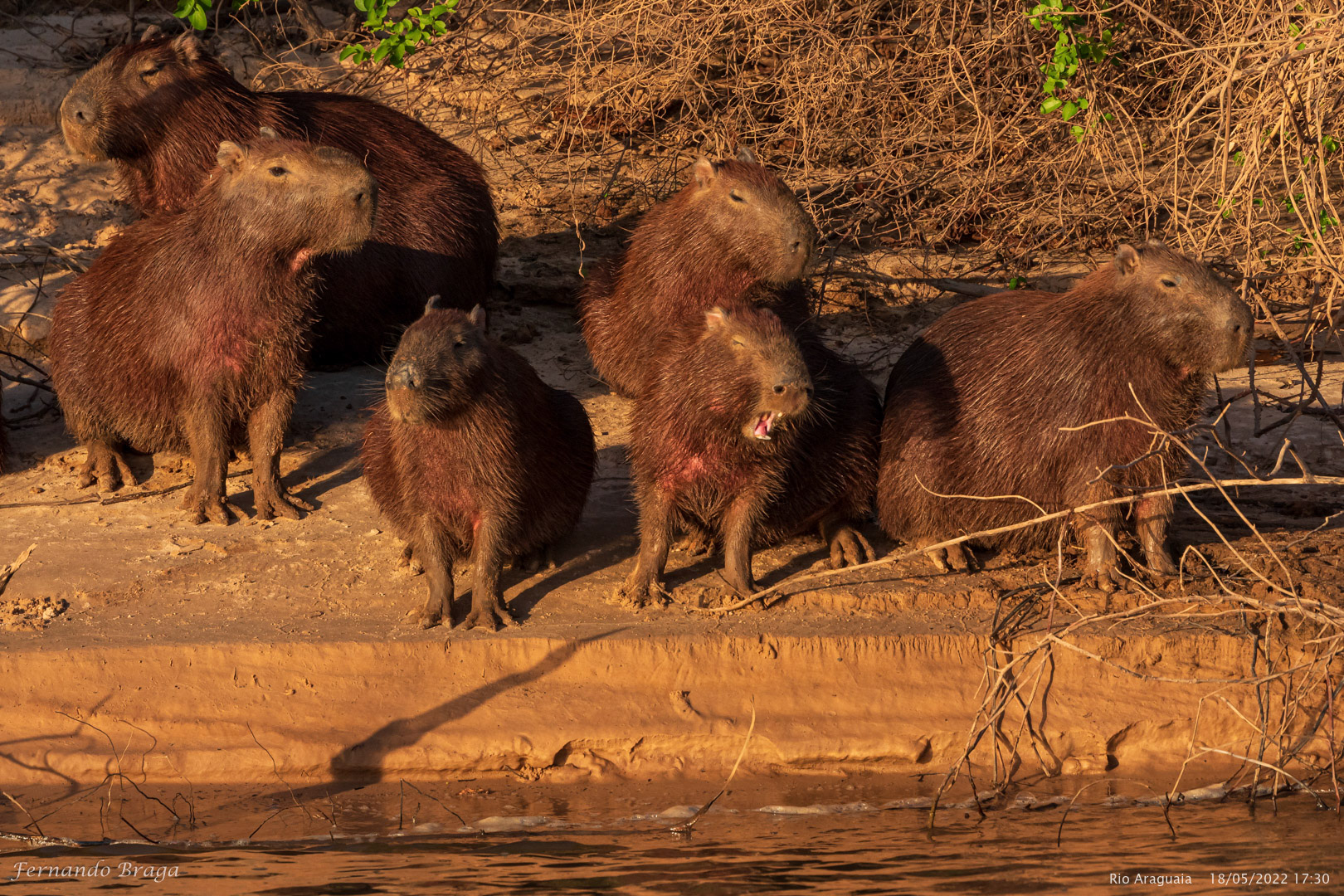 Capivara