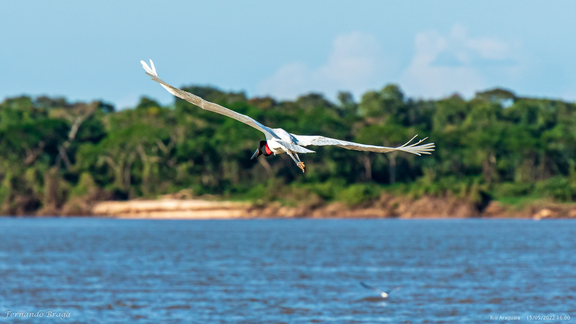 Tuiuiú no Rio Araguaia