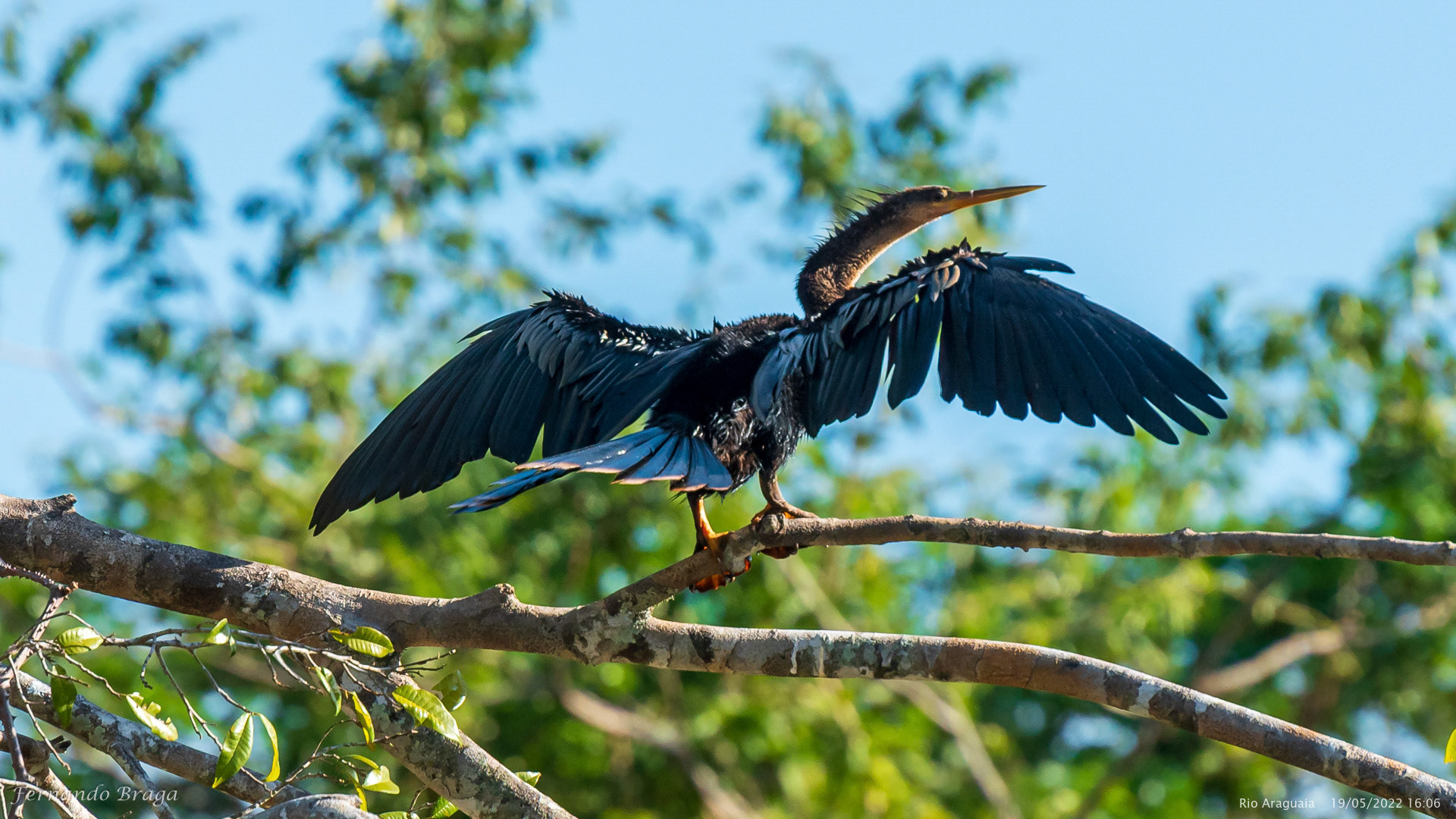 Biguatinga (Mergulhão)