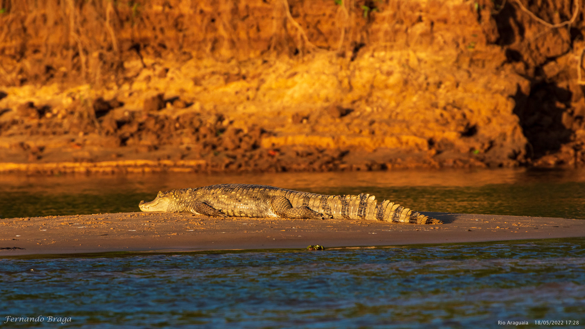 Jacaré no Rio Araguaia