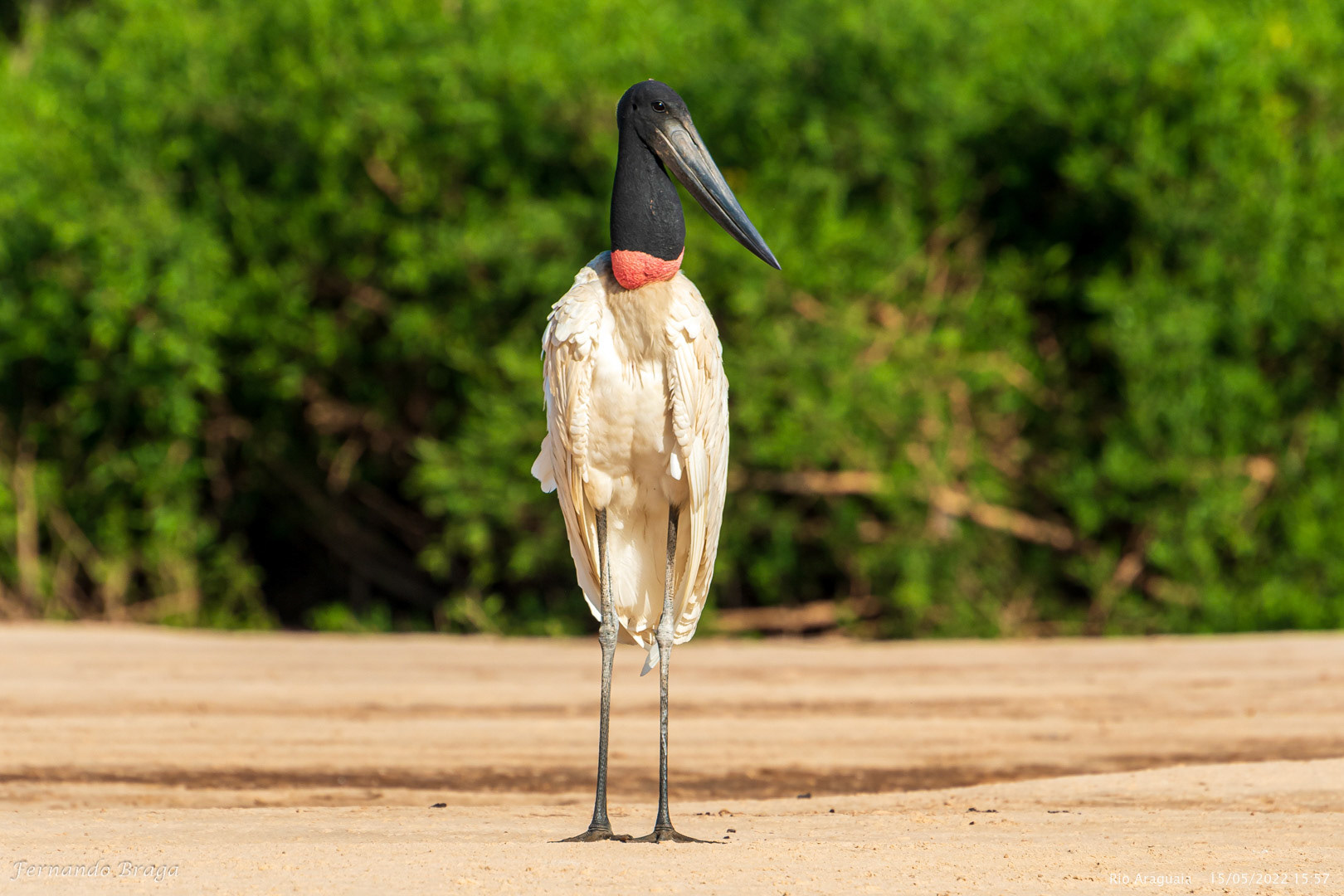 Tuiuiú no Rio Araguaia
