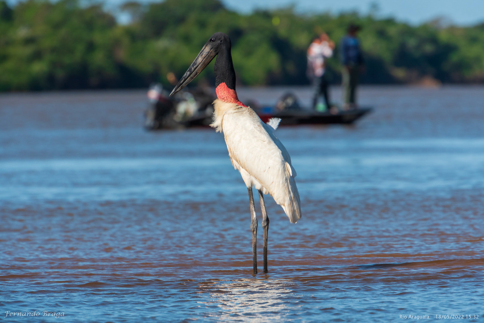 Tuiuiú no Rio Araguaia