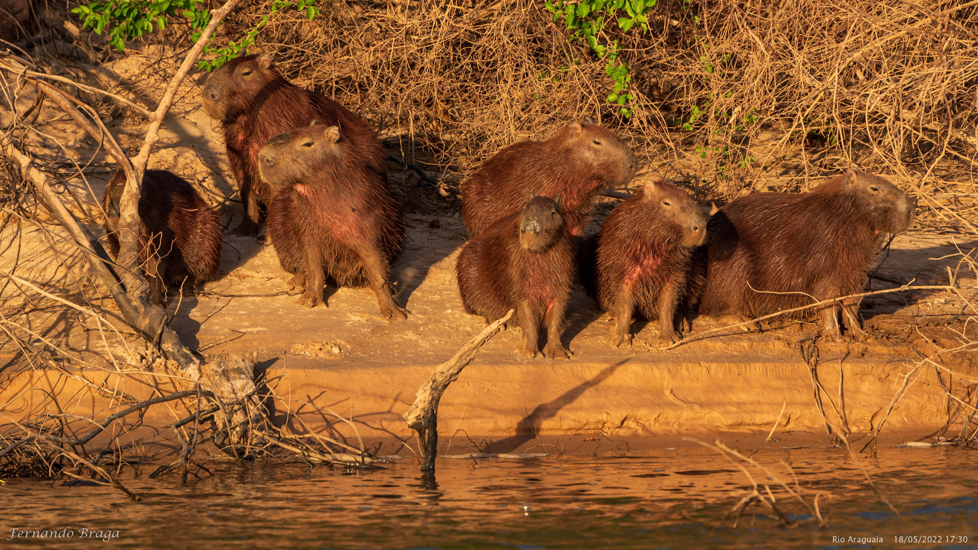Capivara