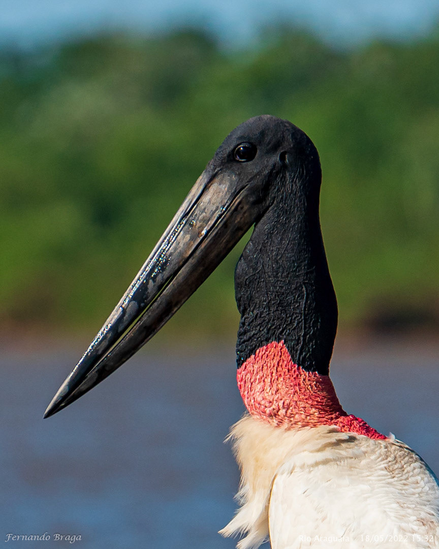 Tuiuiú no Rio Araguaia
