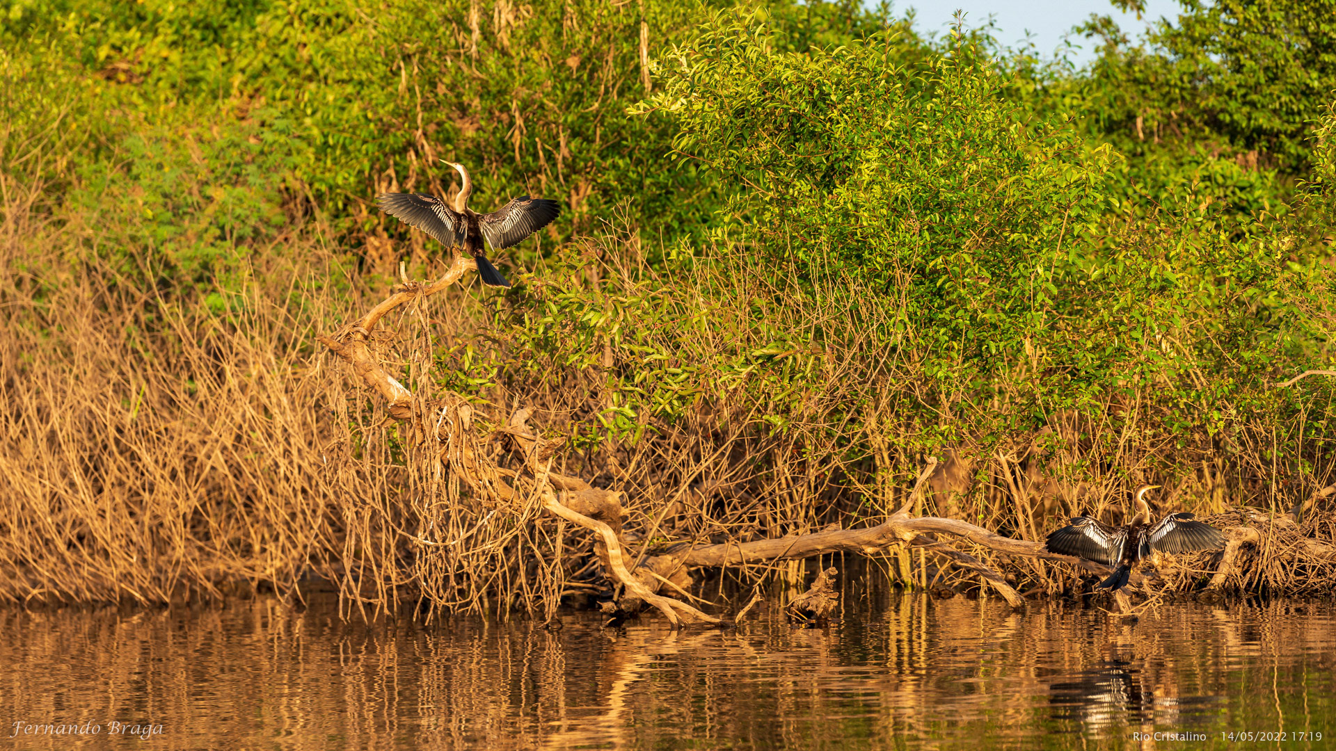 Biguatinga (Mergulhão)