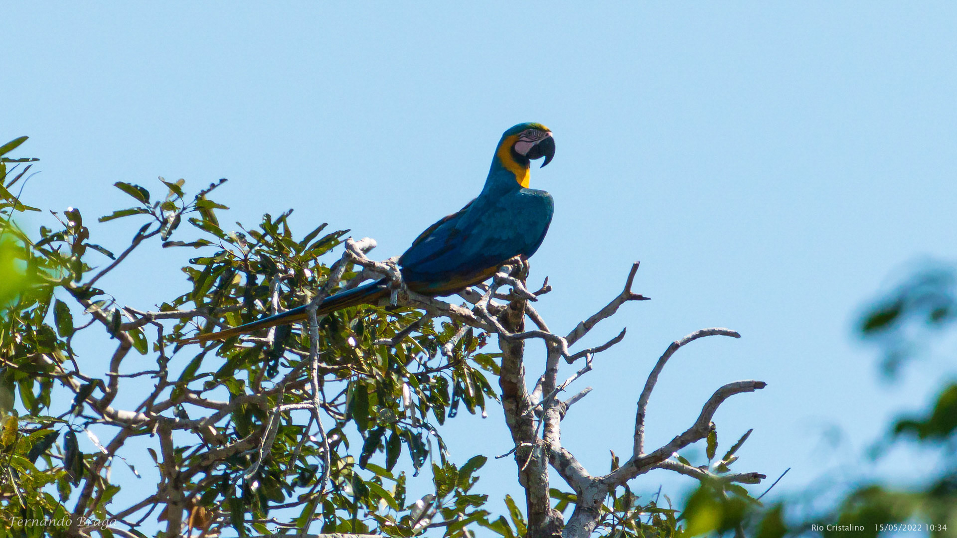 Arara Canindé