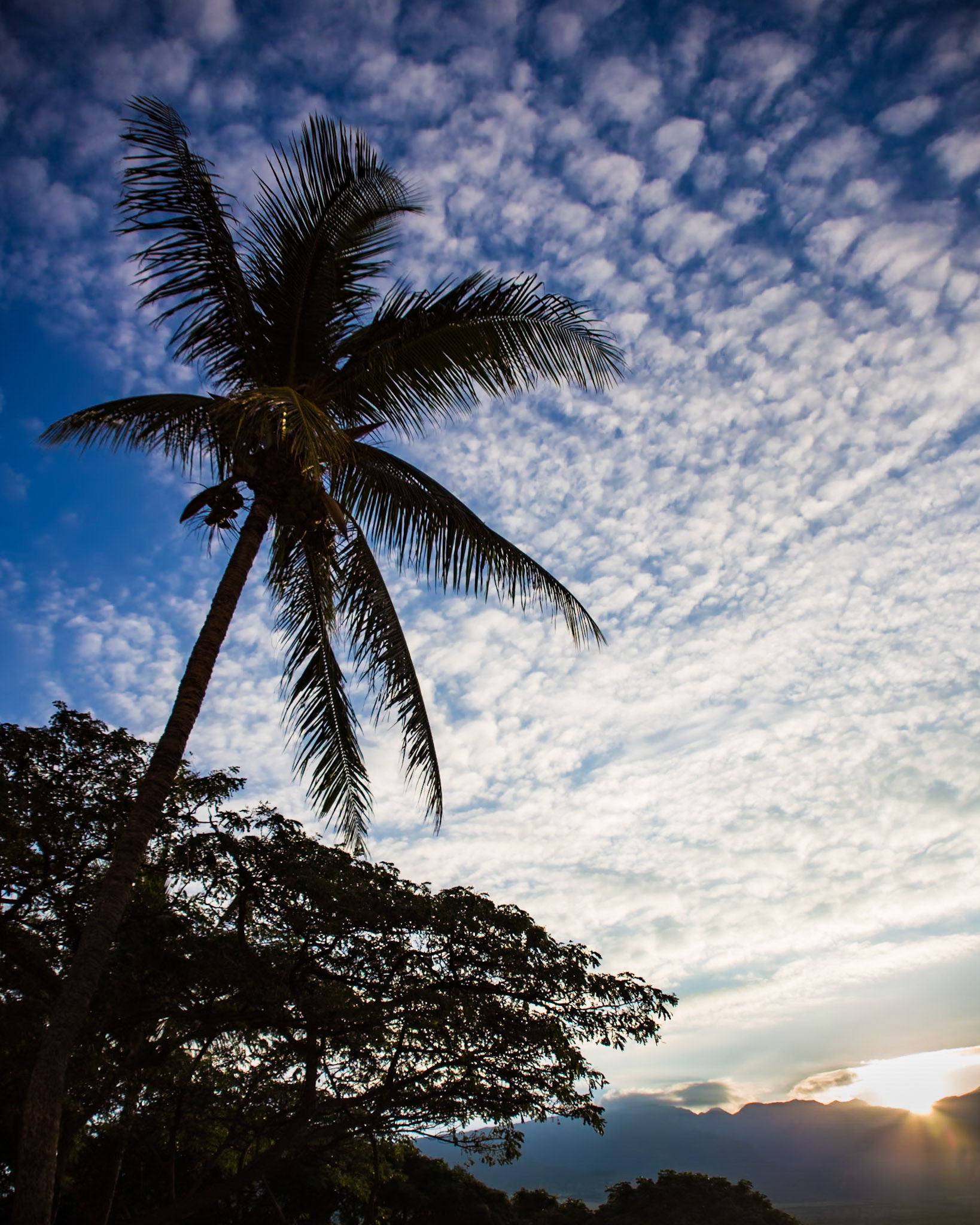 Hawaii Morning