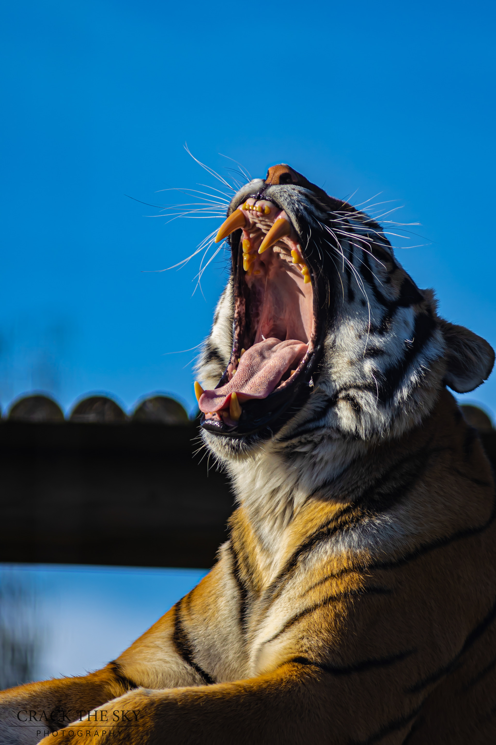  Tiger (Panthera tigris)
