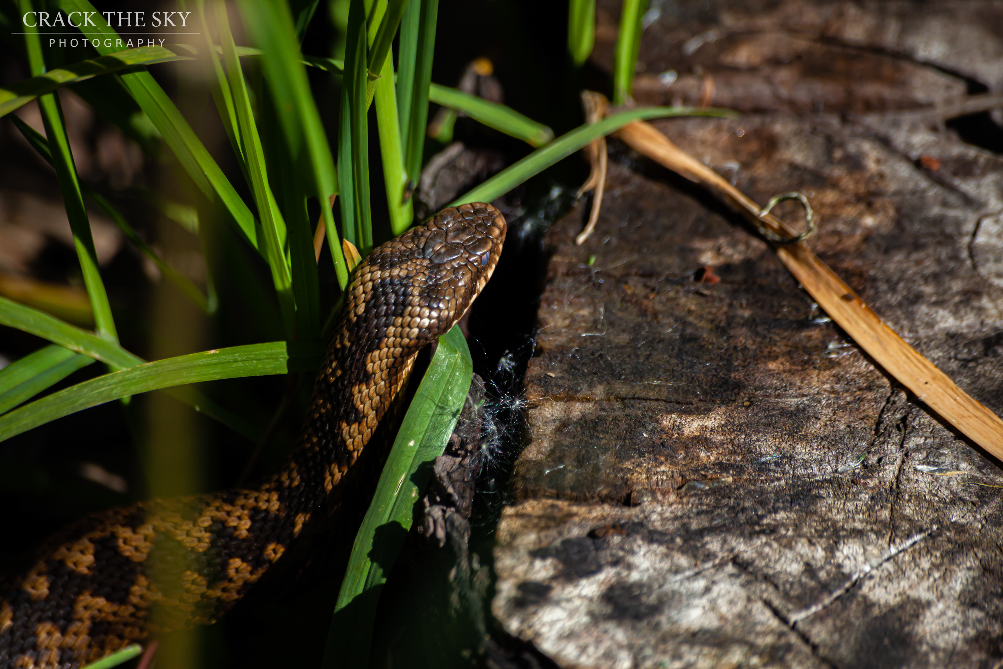 Common adder (Vipera berus)