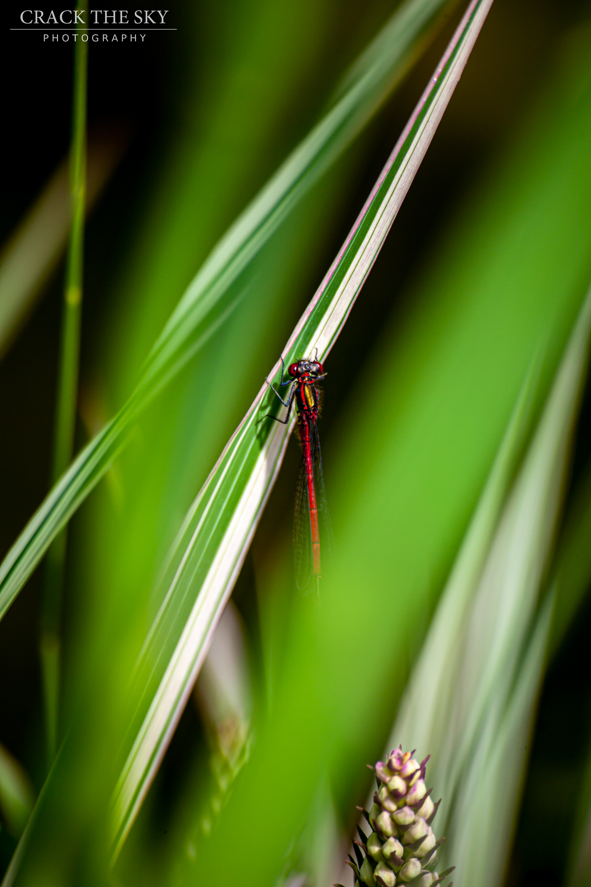 Large red damselfly (Pyrrhosoma nymphula)