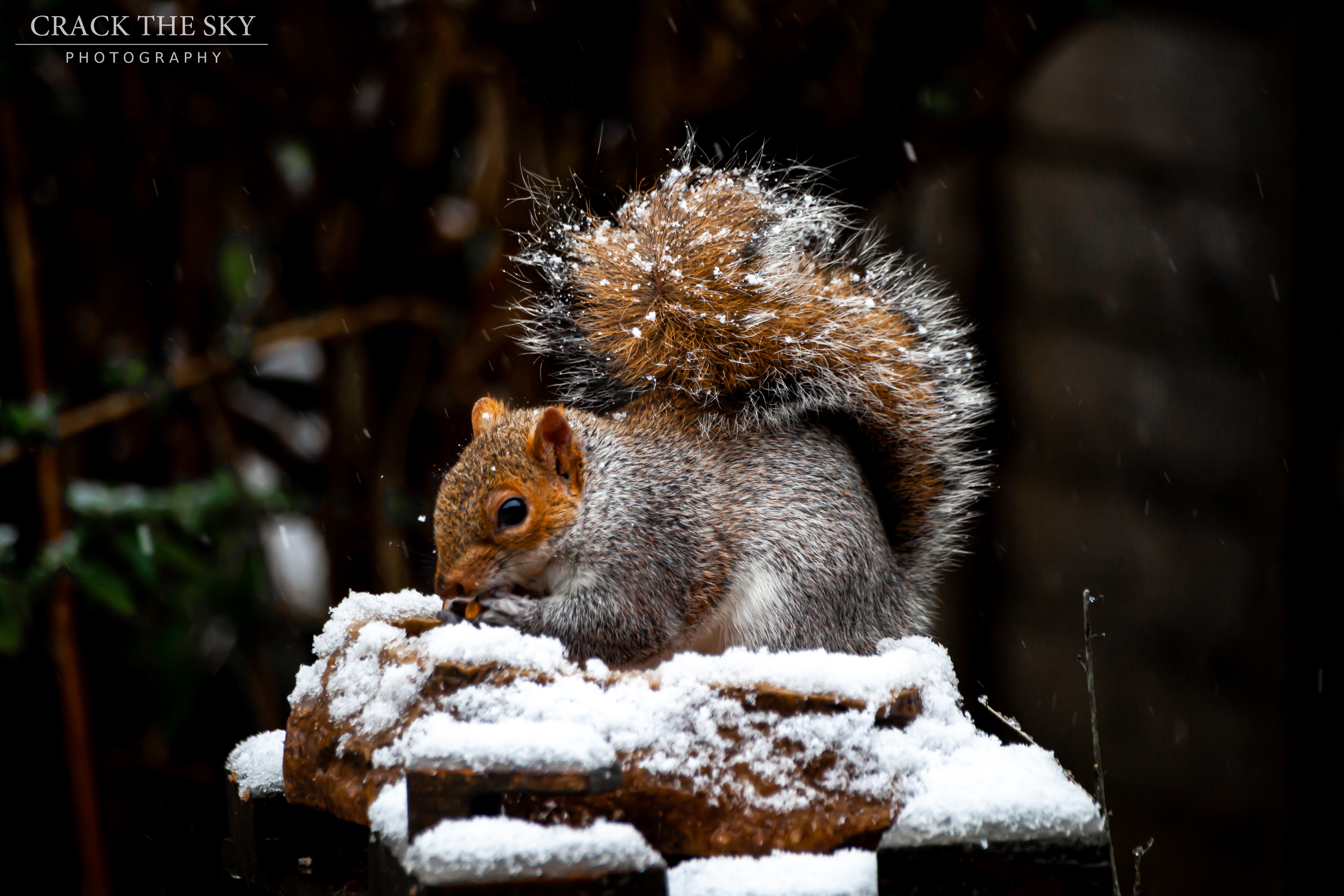 Eastern gray squirrel (Sciurus carolinensis)