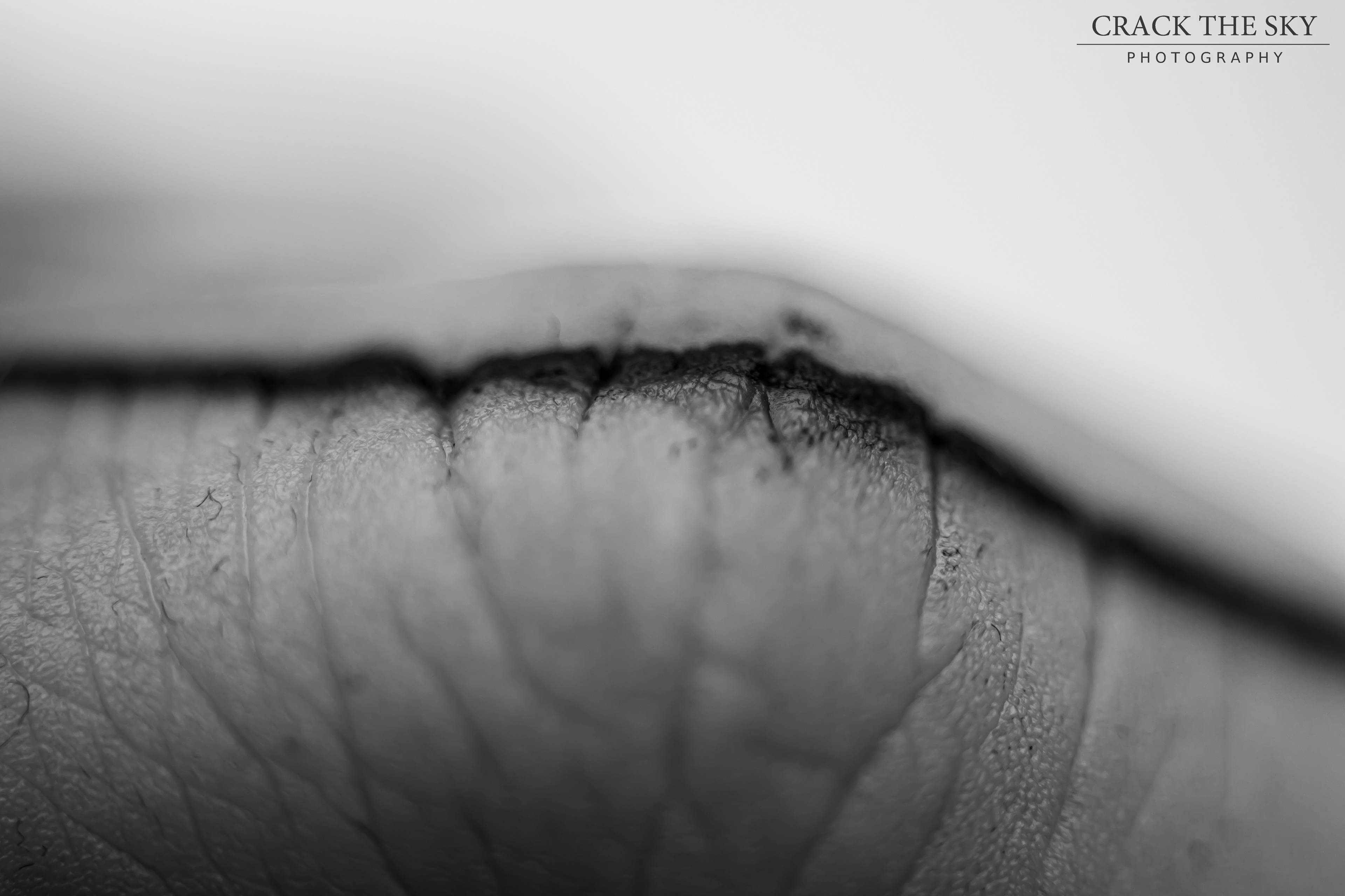 Macro tattooed finger