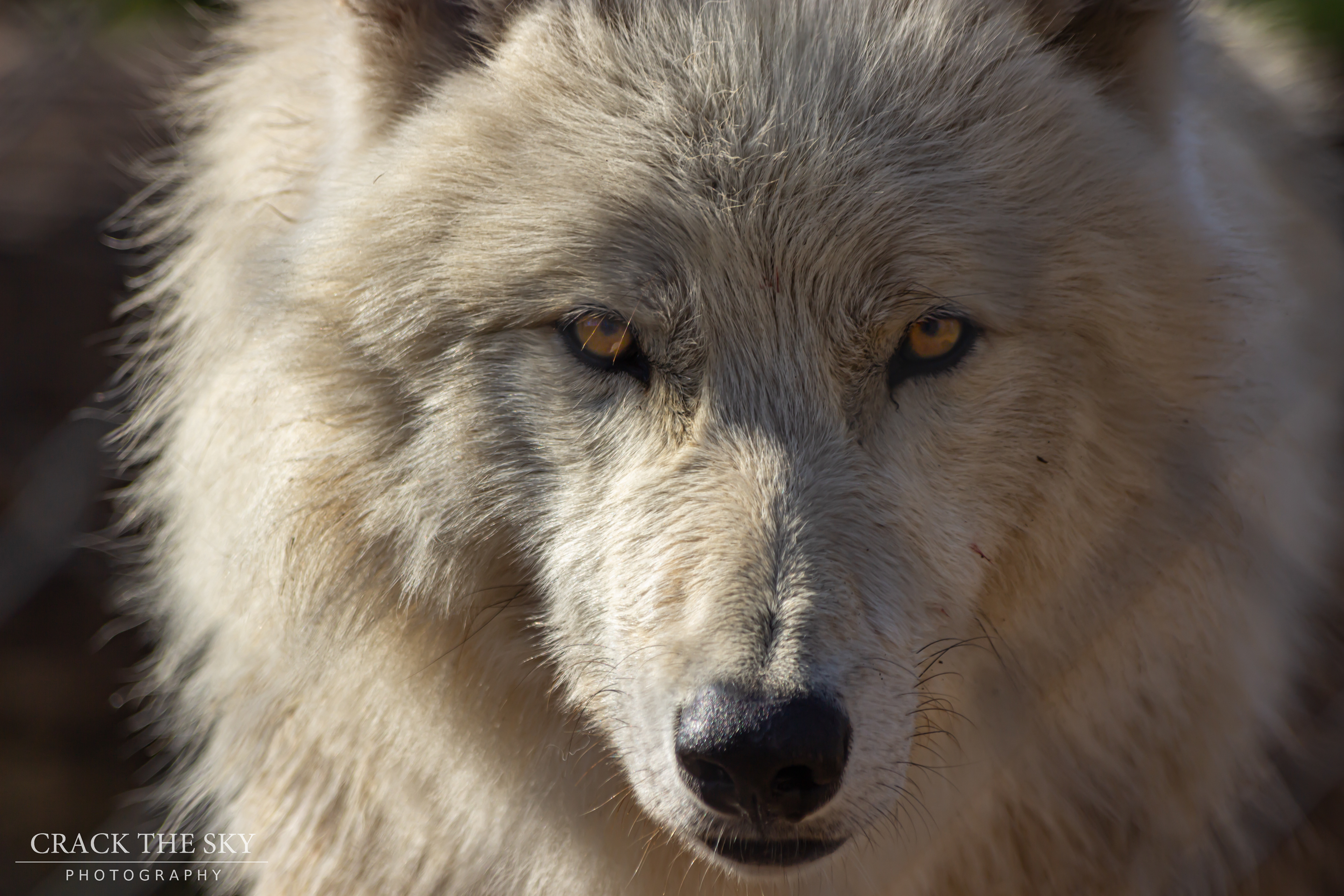 Digitally showcased in the "Your Best Shot" exhibition at Laurent Gallery, in Melbourne, Australia