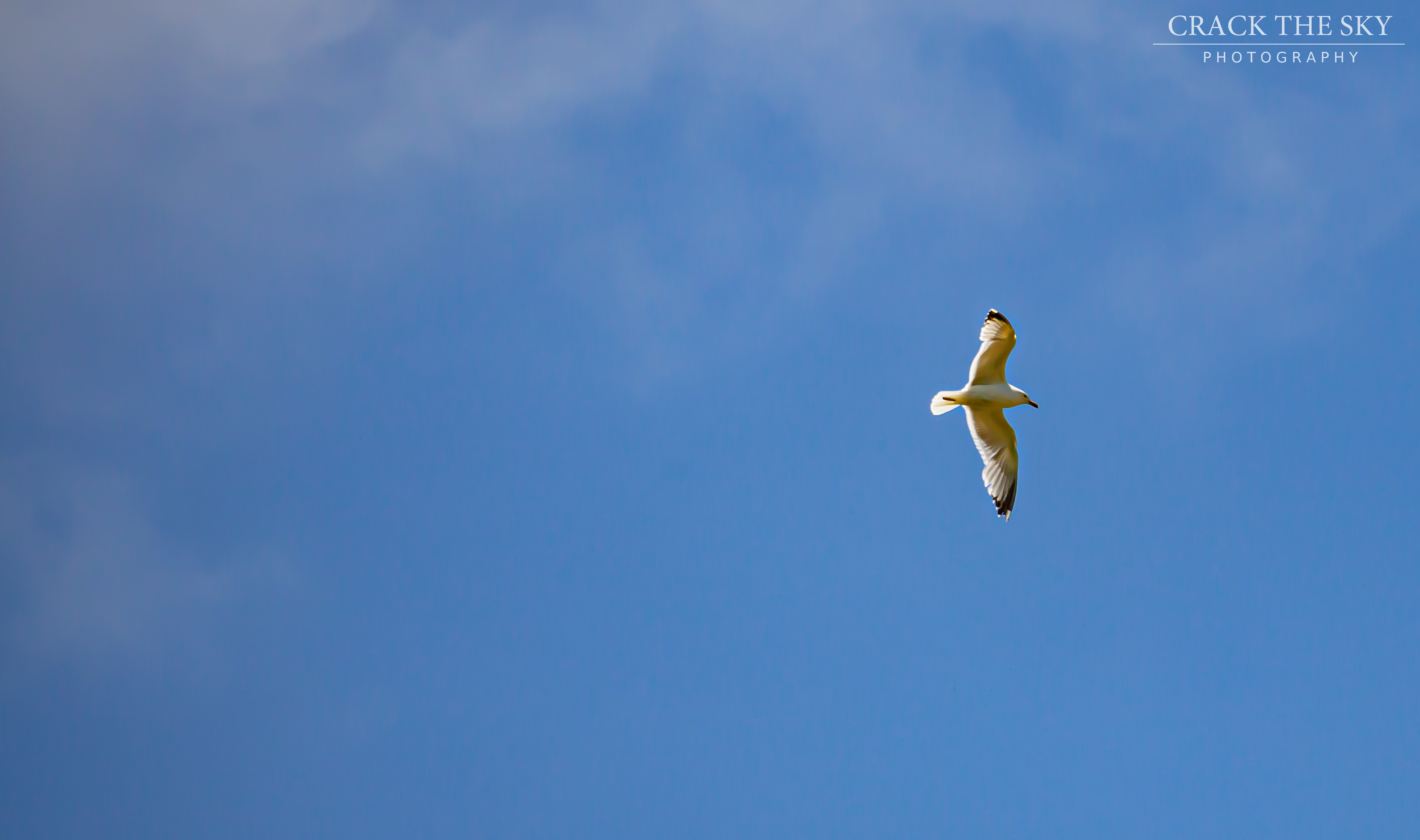First attempt at an in flight shot of a Ring-billed gull (Larus delawarensis)