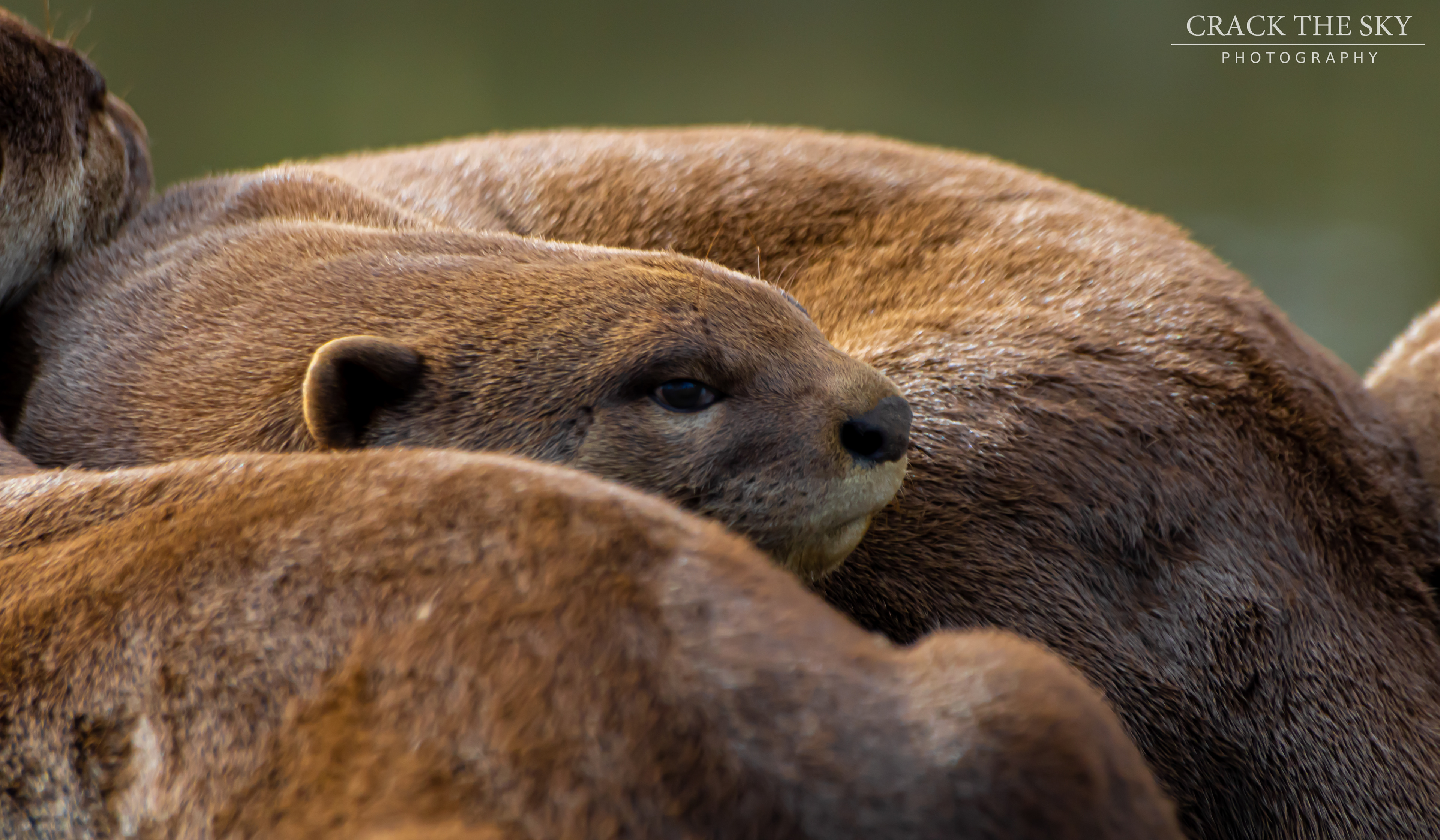 Eurasian otter (Lutra lutra)