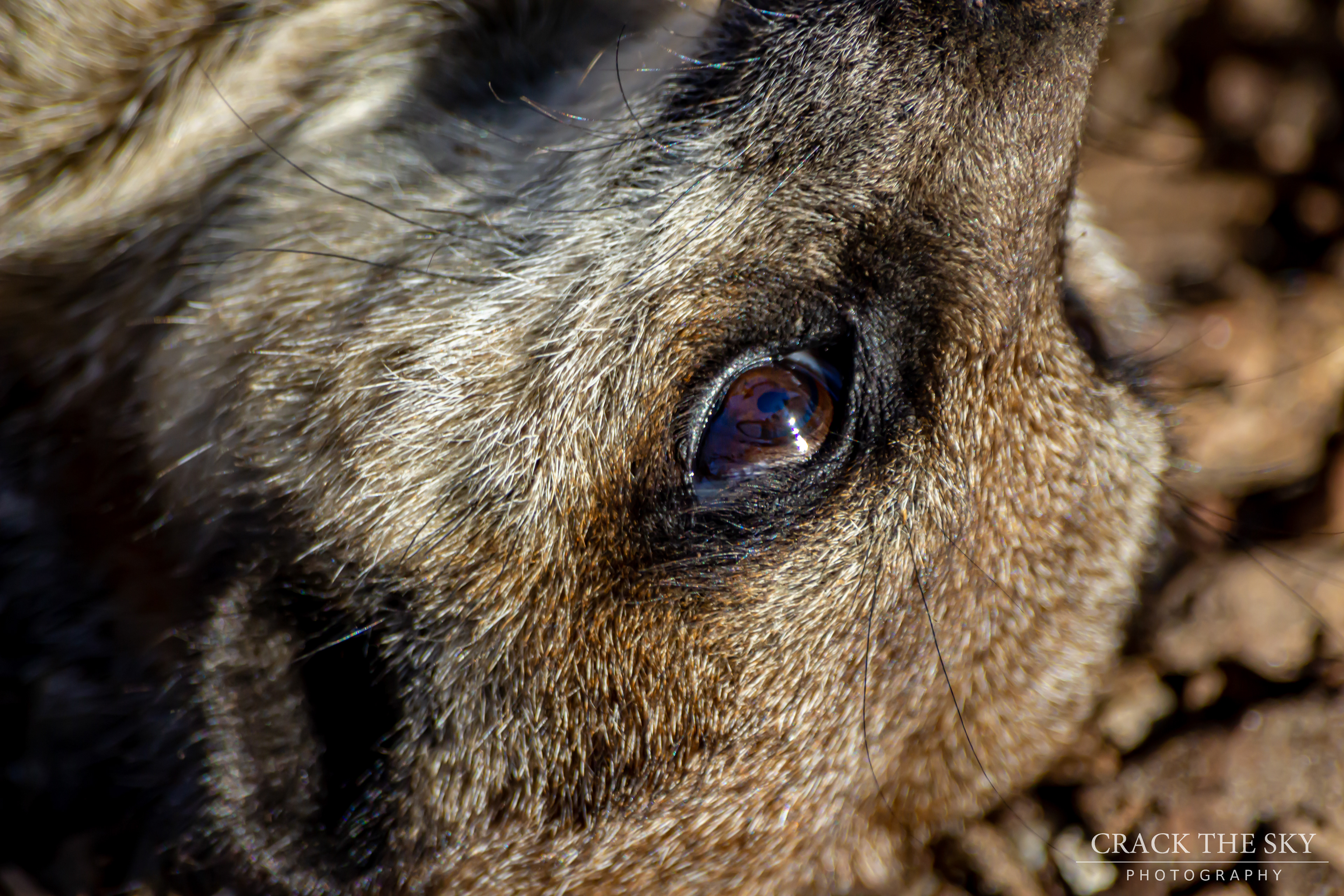 Meerkat (Suricata suricatta)