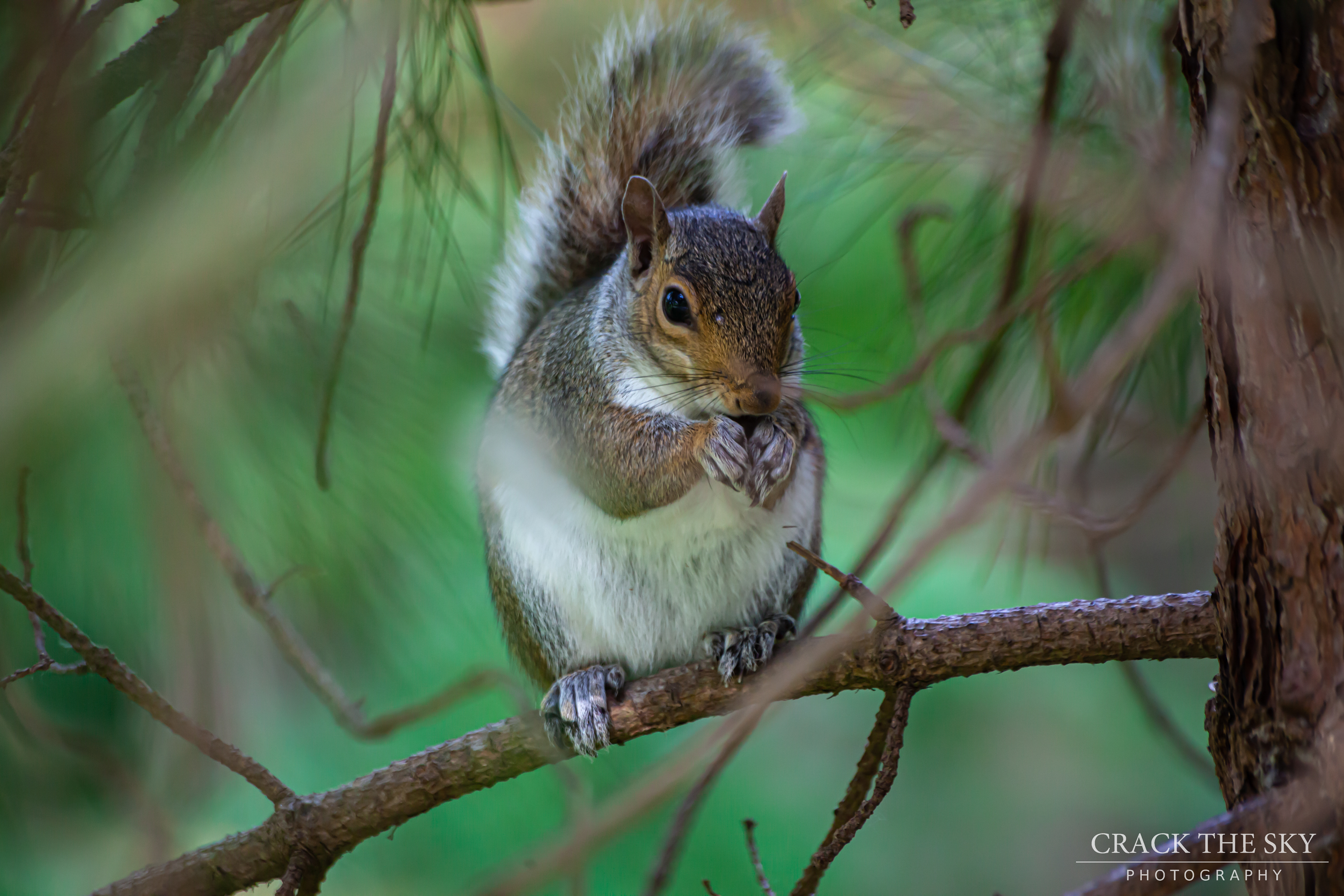 Eastern gray squirrel (Sciurus carolinensis)