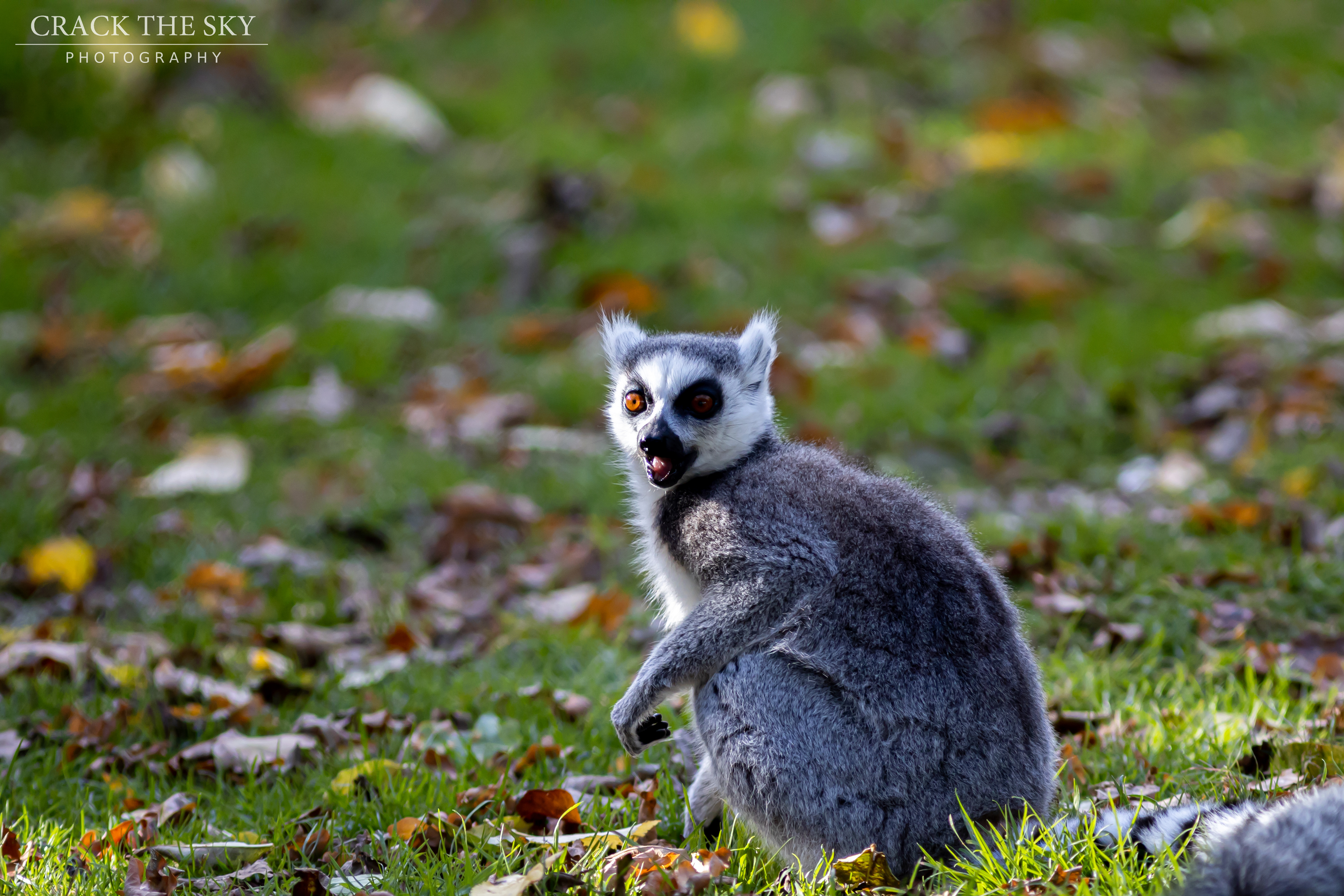 Ring tailed Lemur