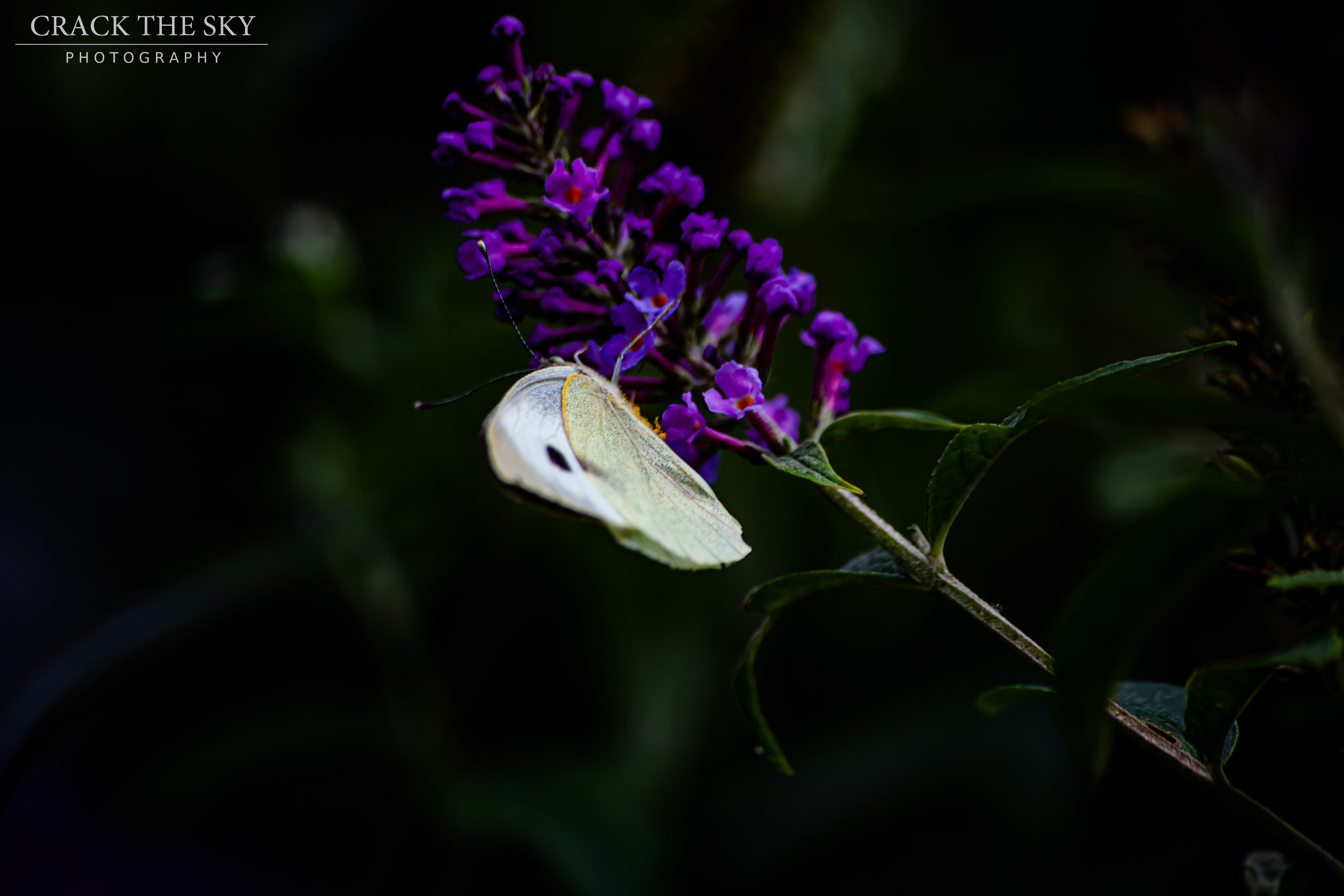 White butterfly (Pieris rapae)