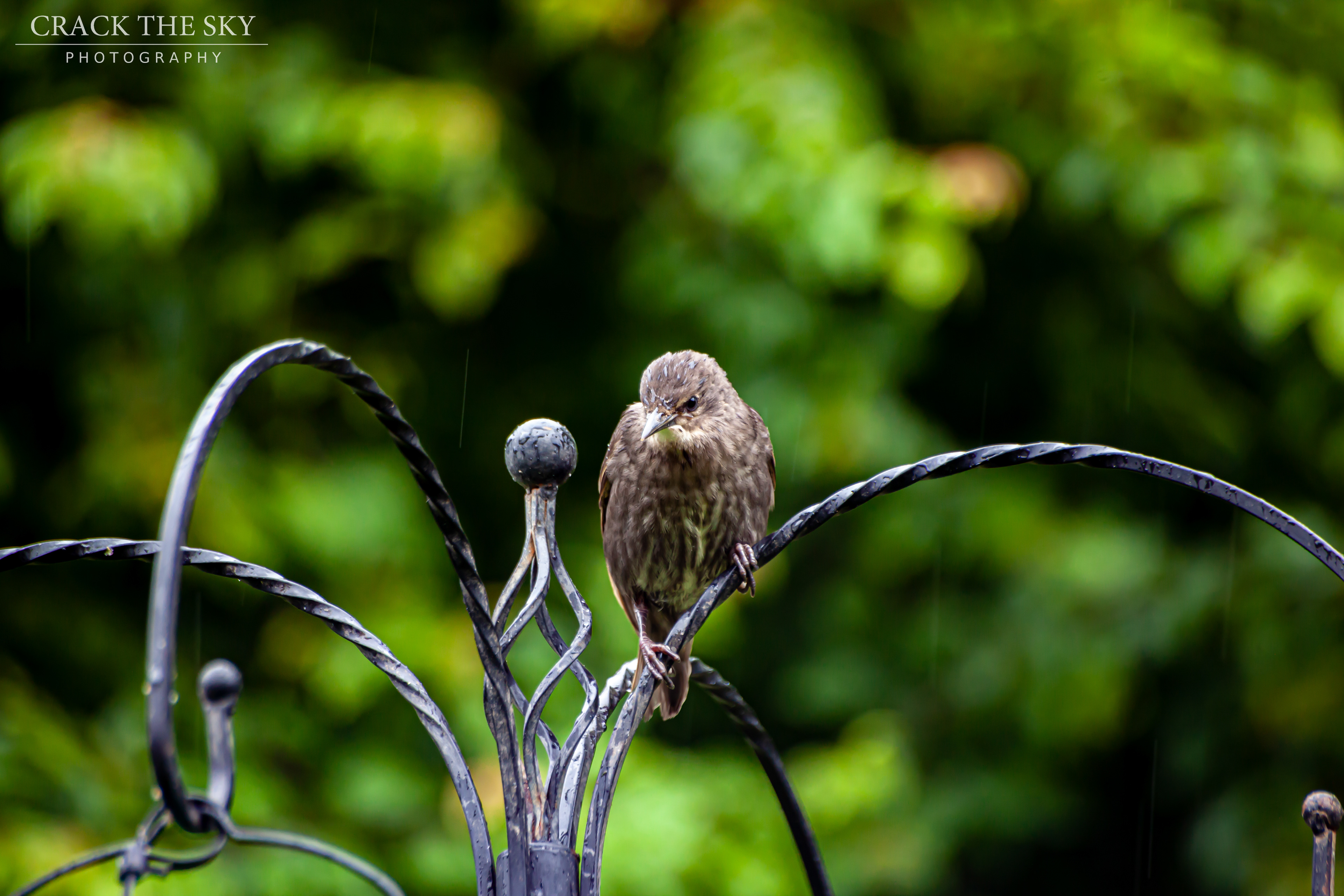  Juvenile European starling (Sturnus vulgaris)