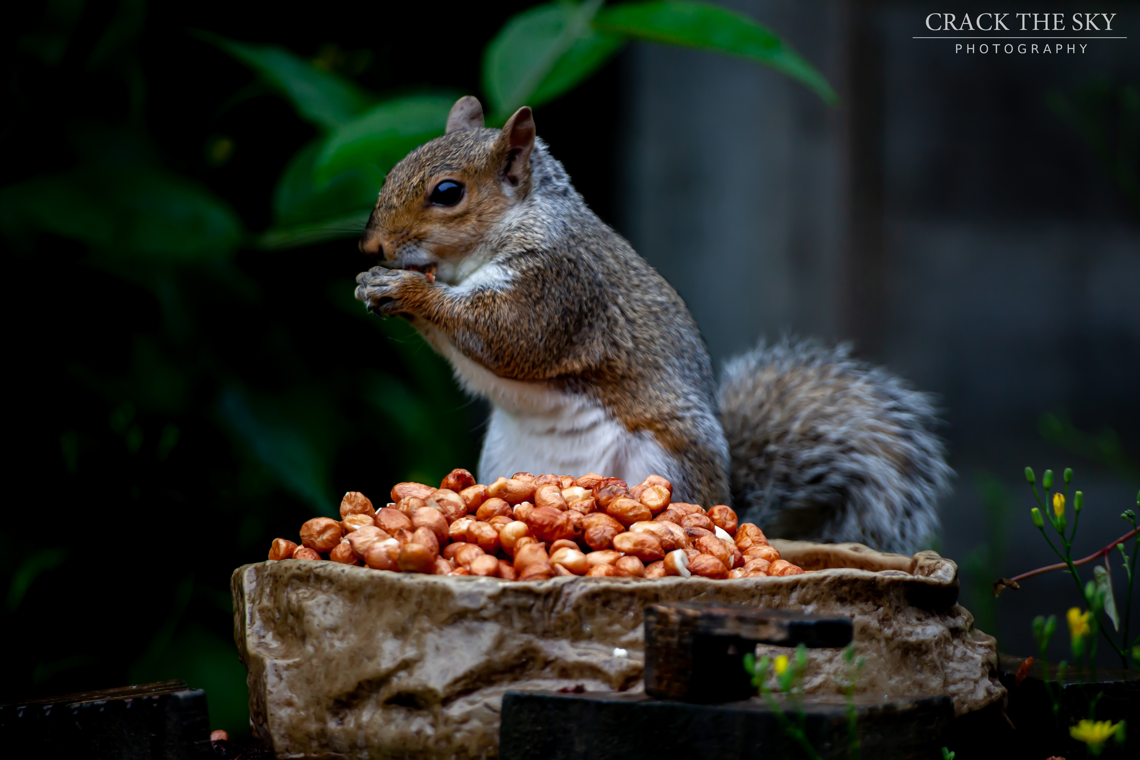 Eastern gray squirrel (Sciurus carolinensis)