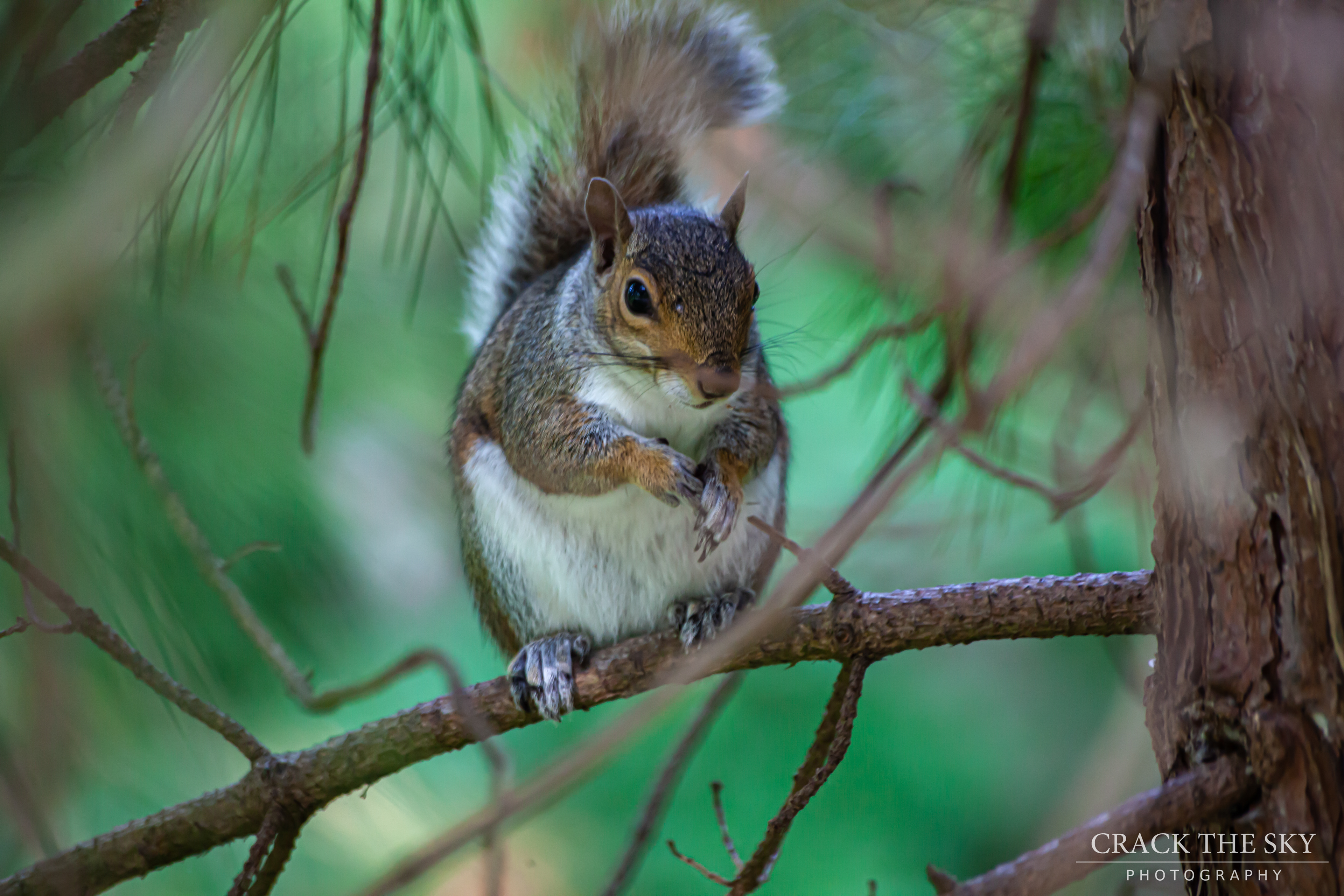 Eastern gray squirrel (Sciurus carolinensis)