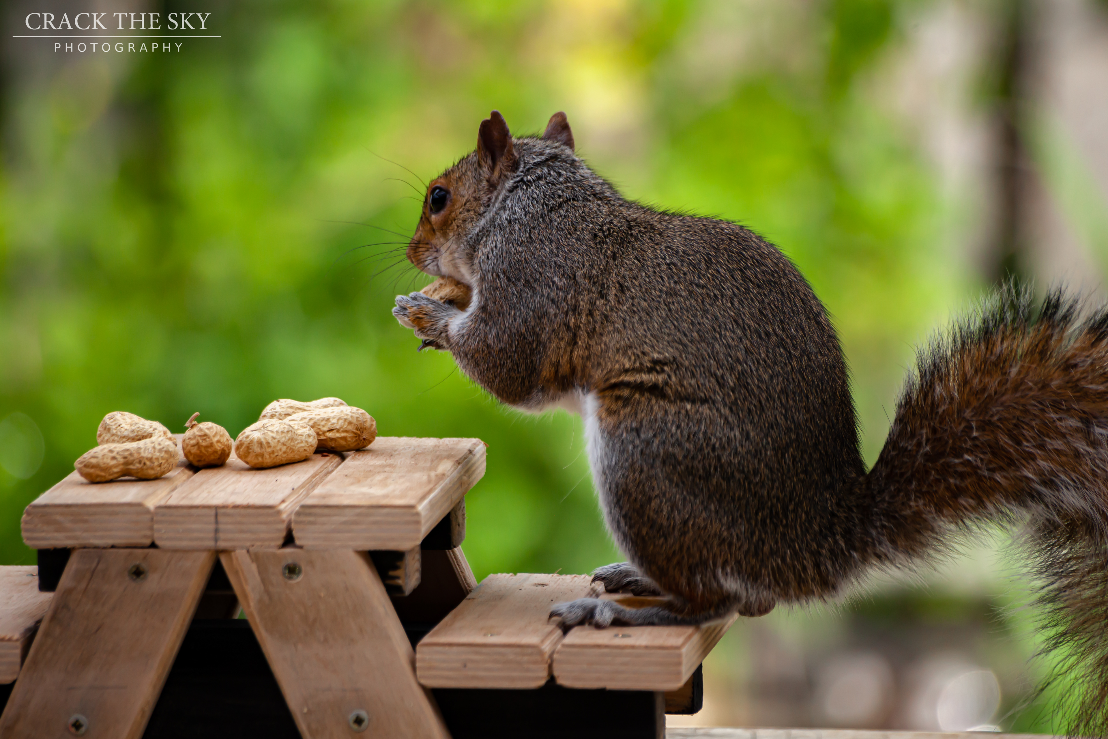 Eastern gray squirrel (Sciurus carolinensis)