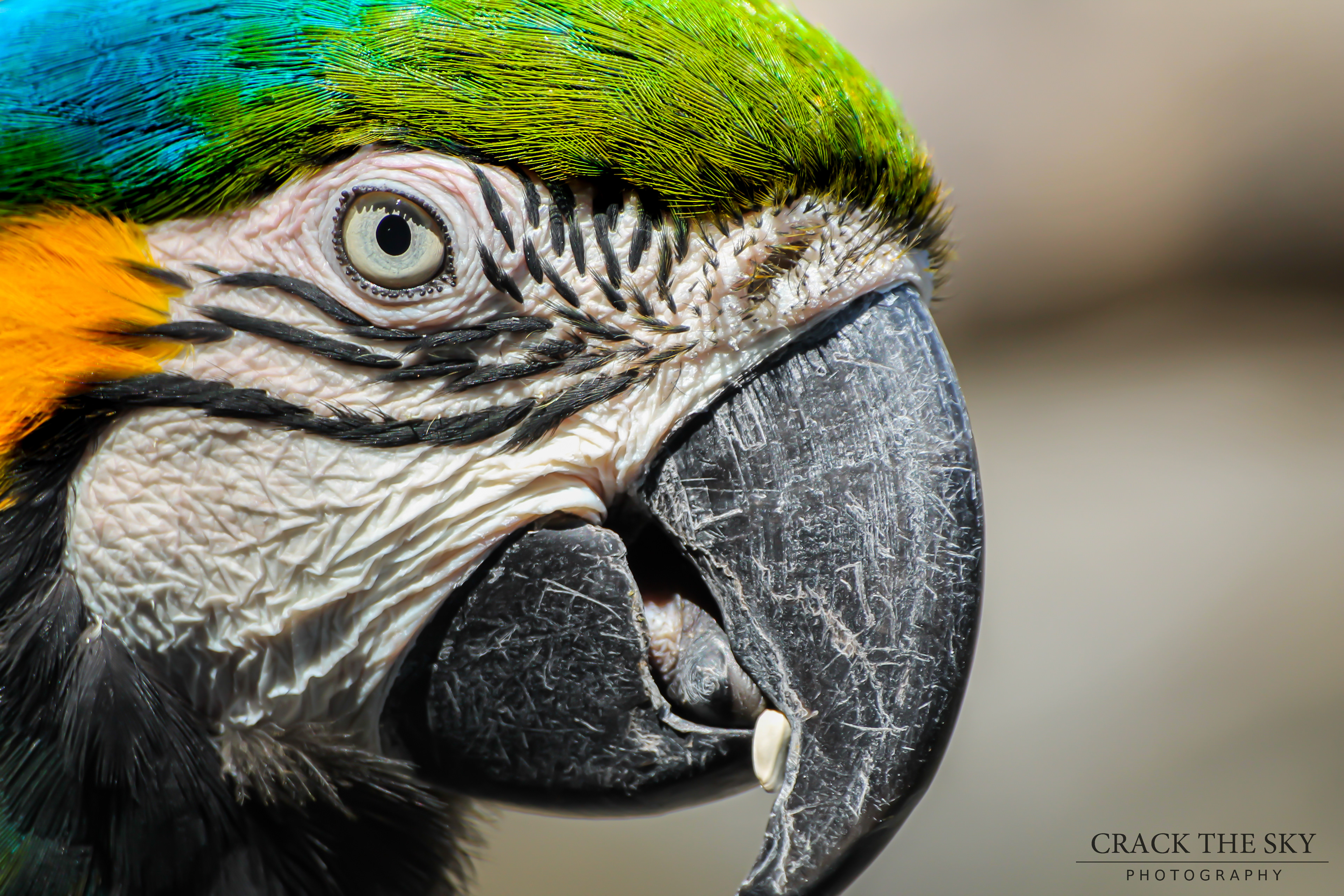 Blue and yellow macaw (Ara araauna)
