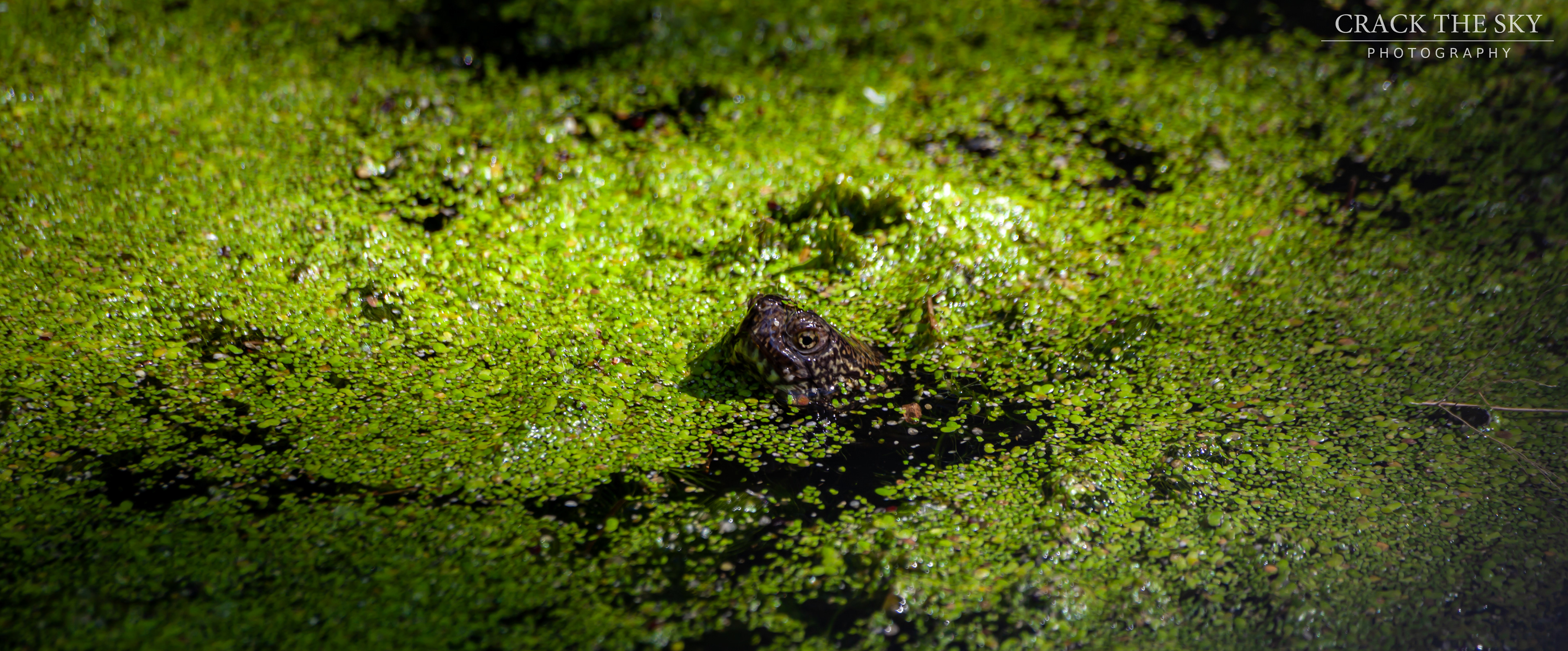 European pond turtle (Emys orbicularis)