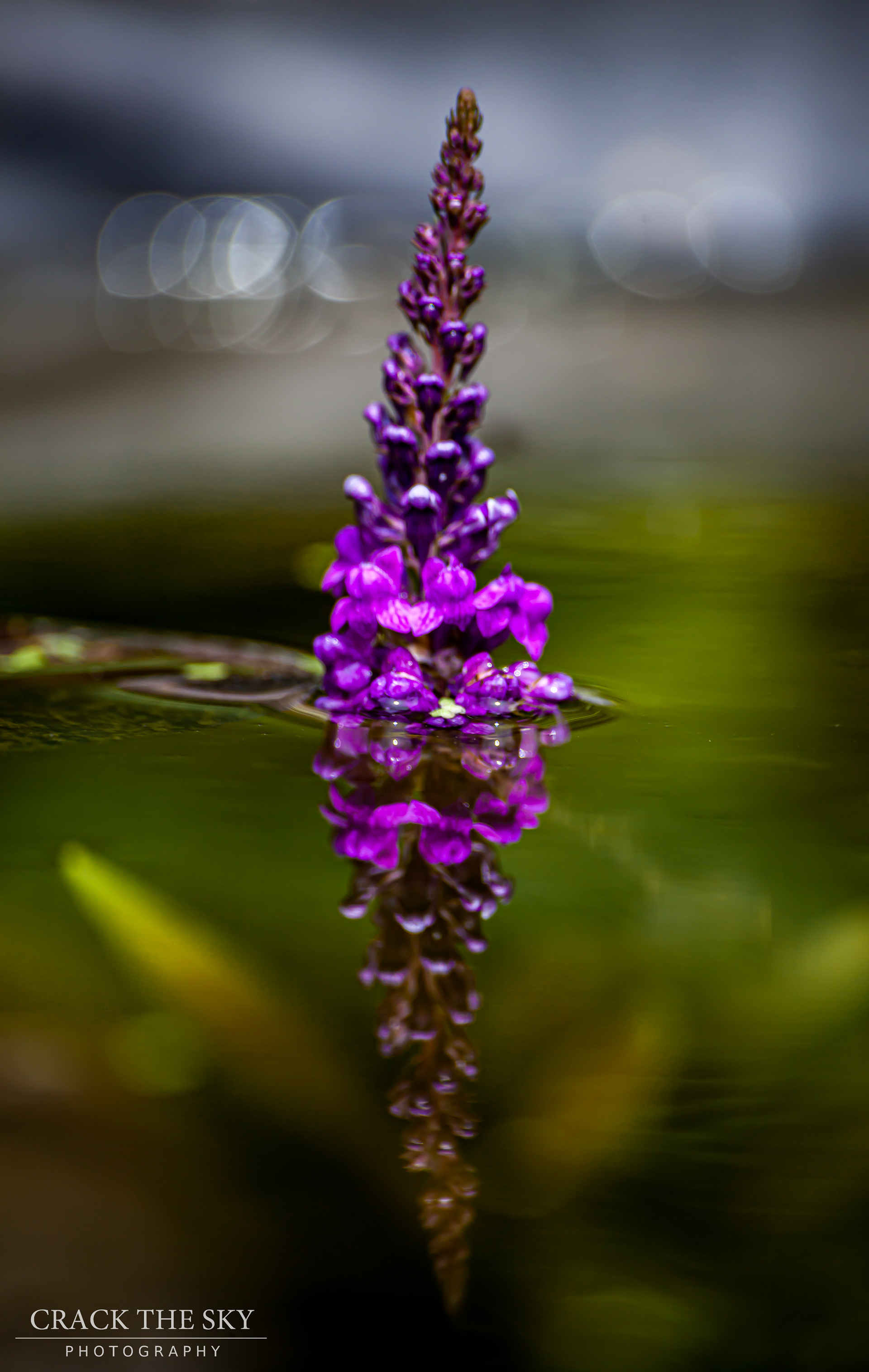 Purple flower in pond