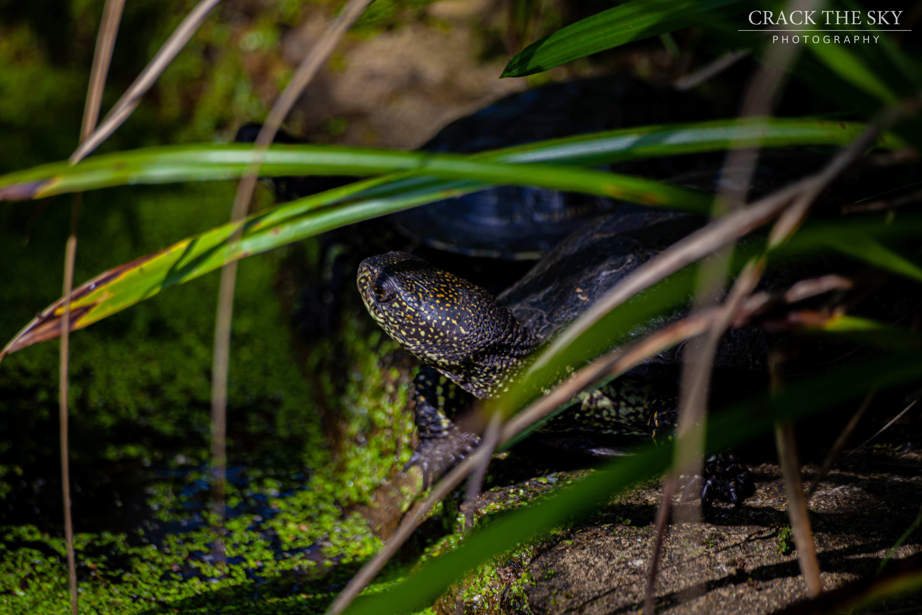 European pond turtle (Emys orbicularis)