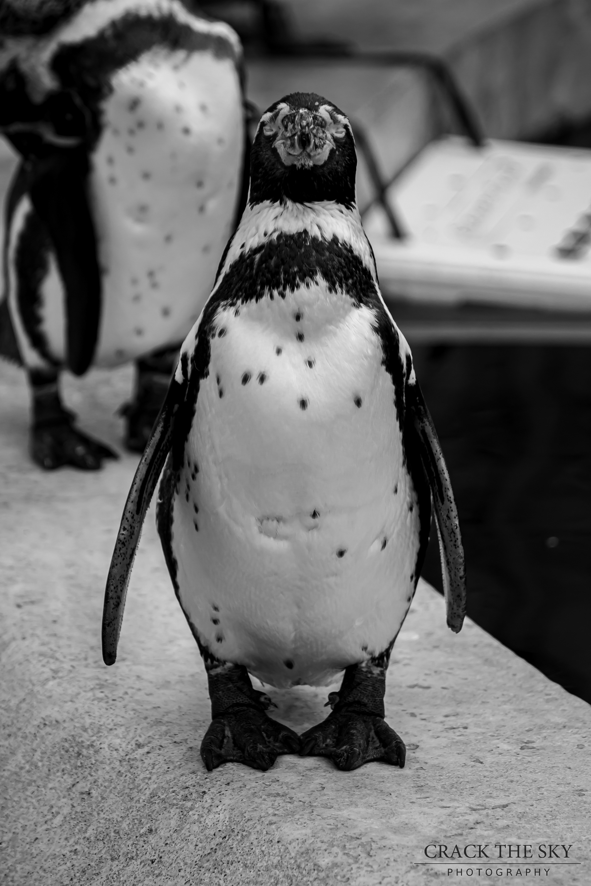 Humboldt penguin (Spheniscus humboldti)