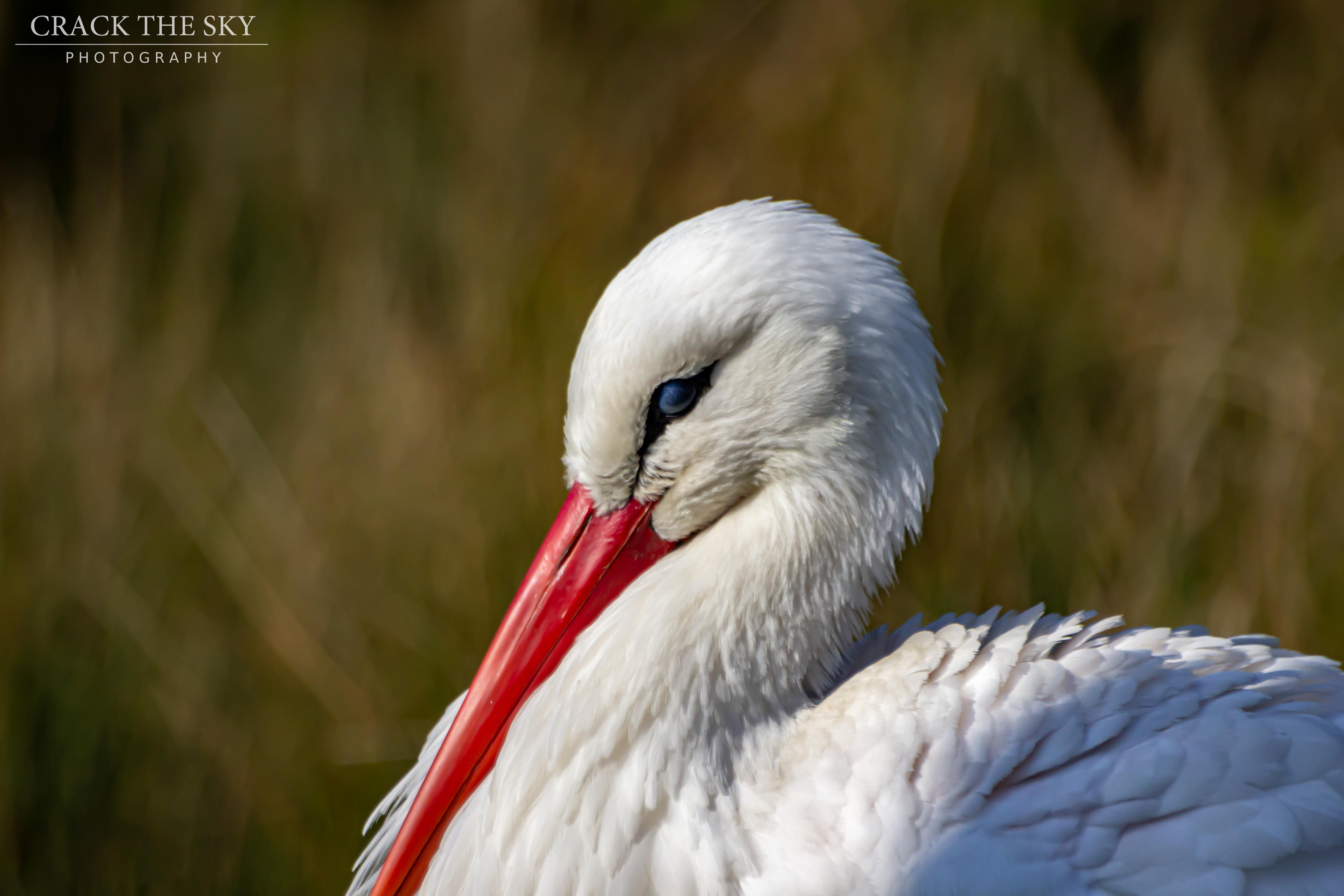 White stork (Ciconia ciconia)