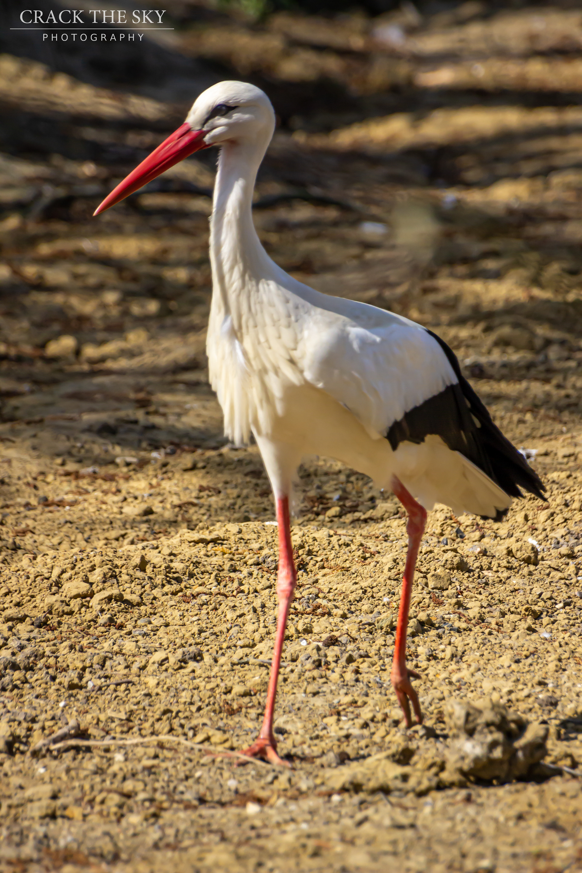 White stork (Ciconia ciconia)