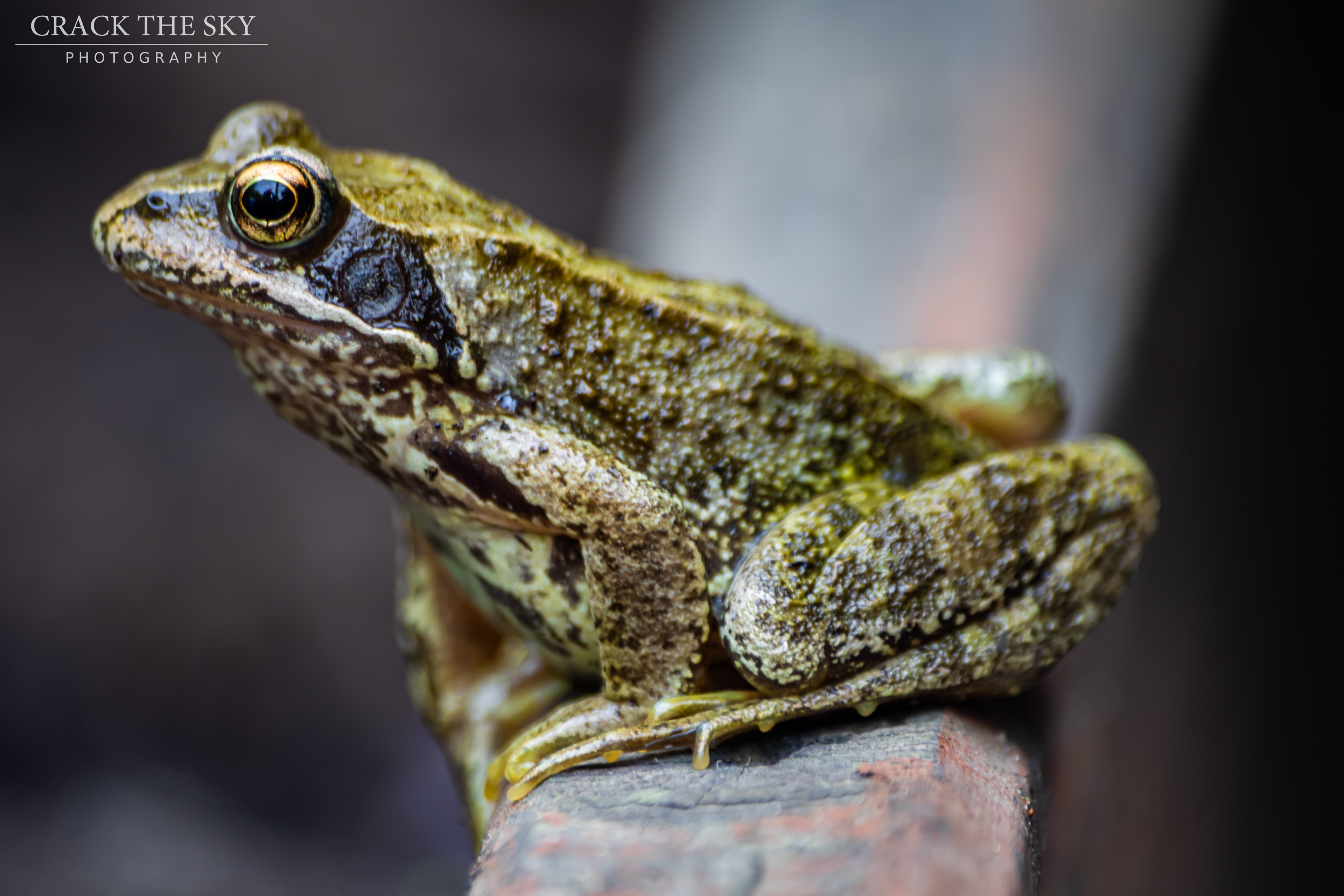 Common frog (Rana temporaria)
