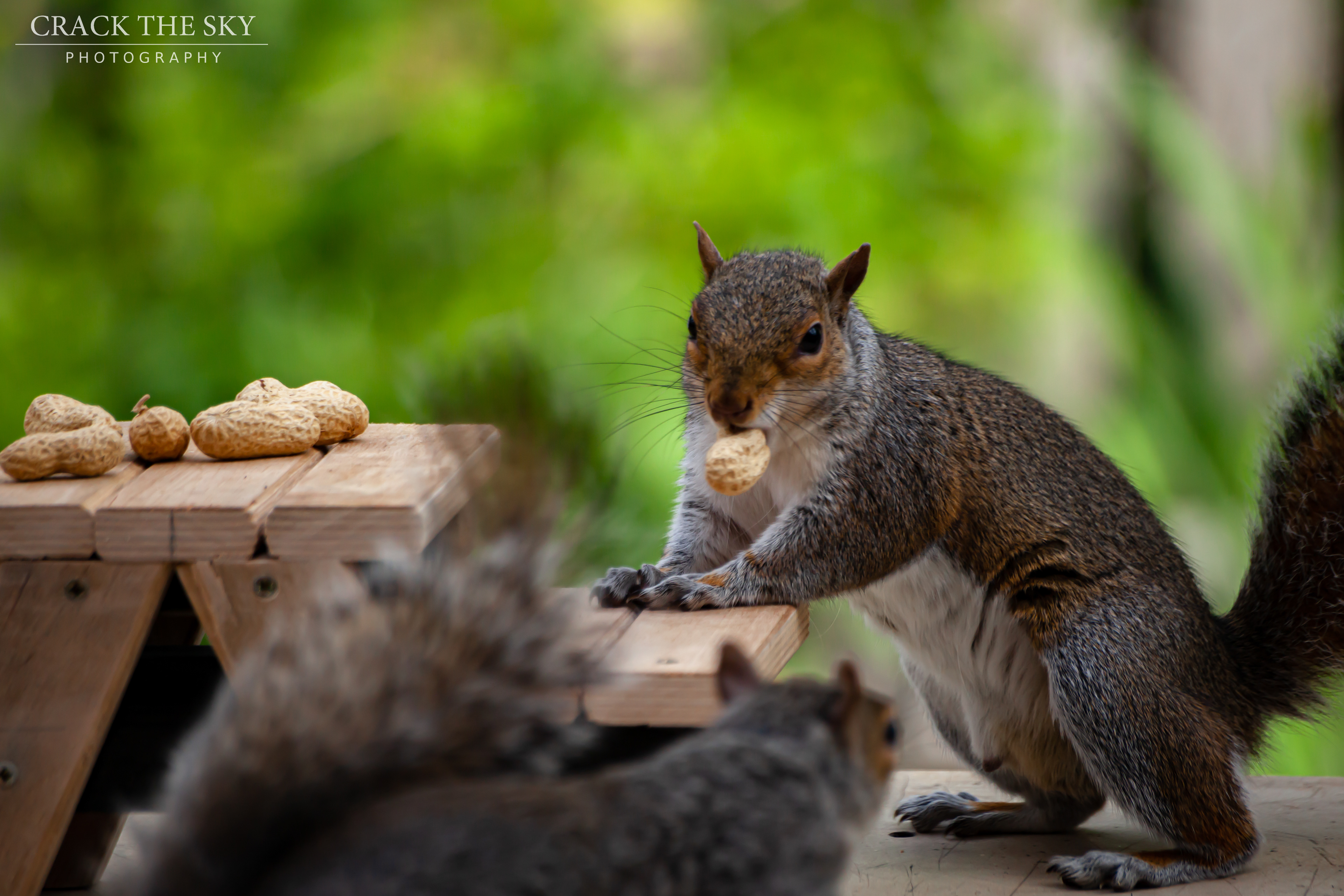 Eastern gray squirrel (Sciurus carolinensis)