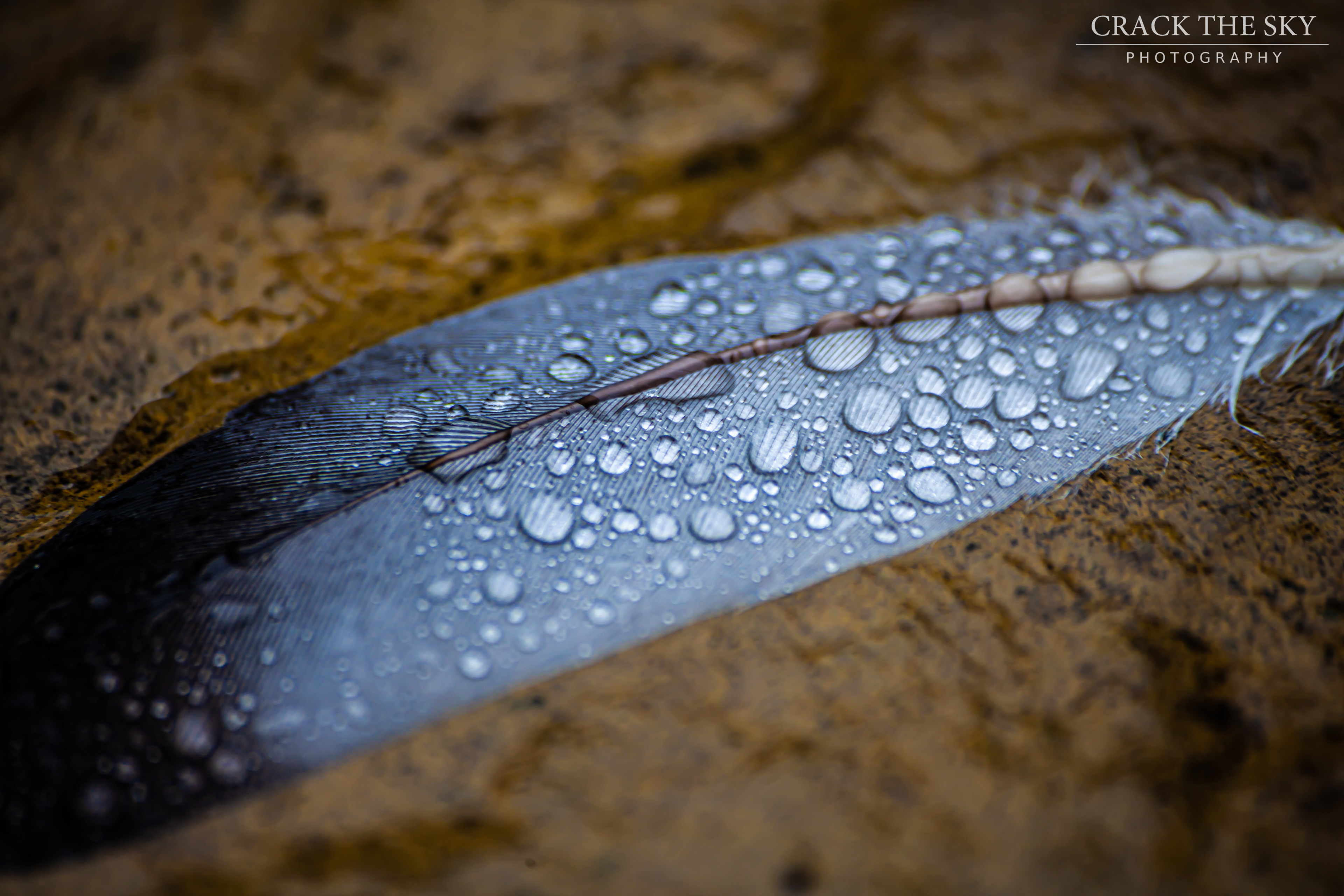 Raindrops on a feather