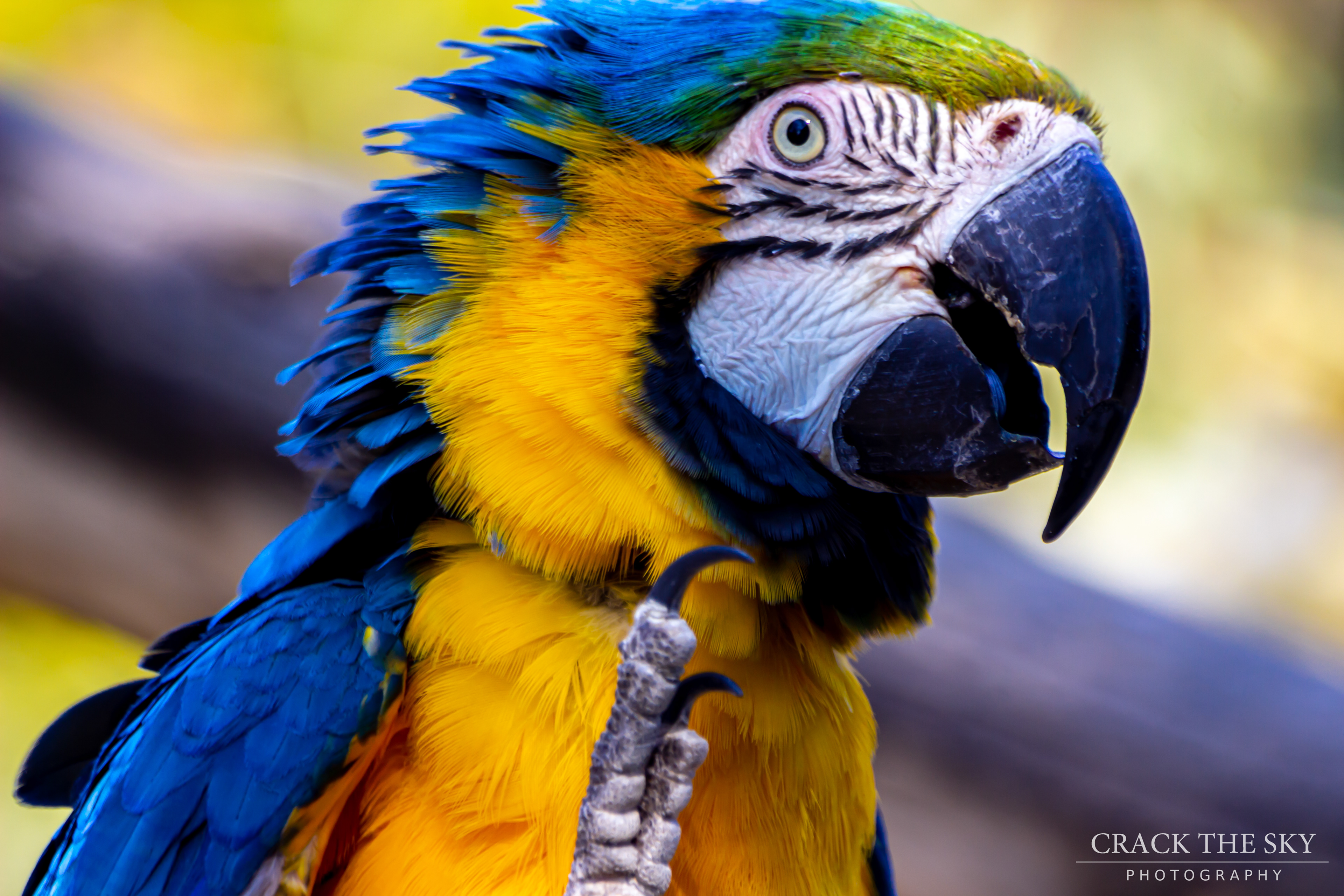 Blue and yellow macaw (Ara araauna)
