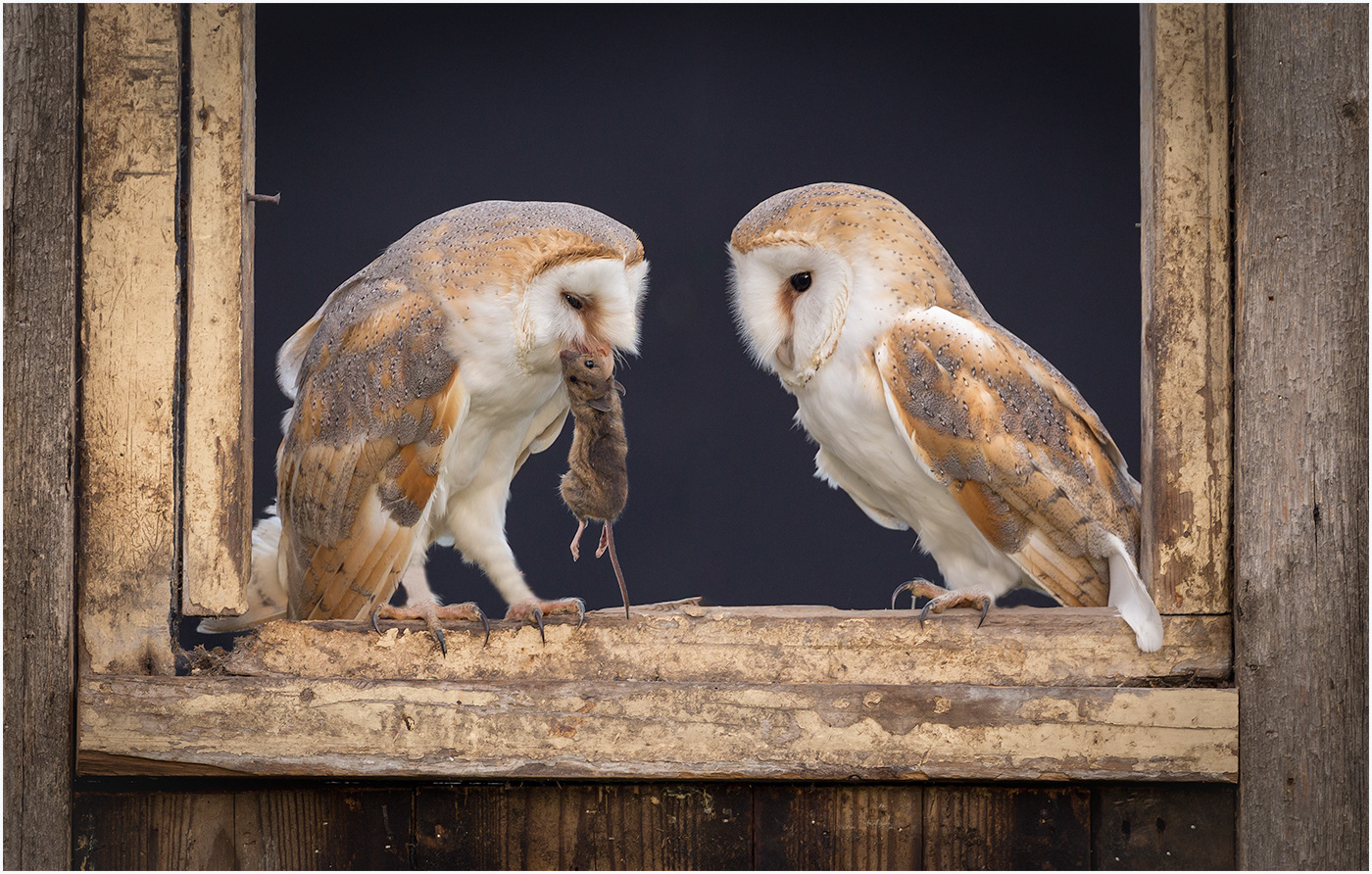 Barn Owls sharing a mouse