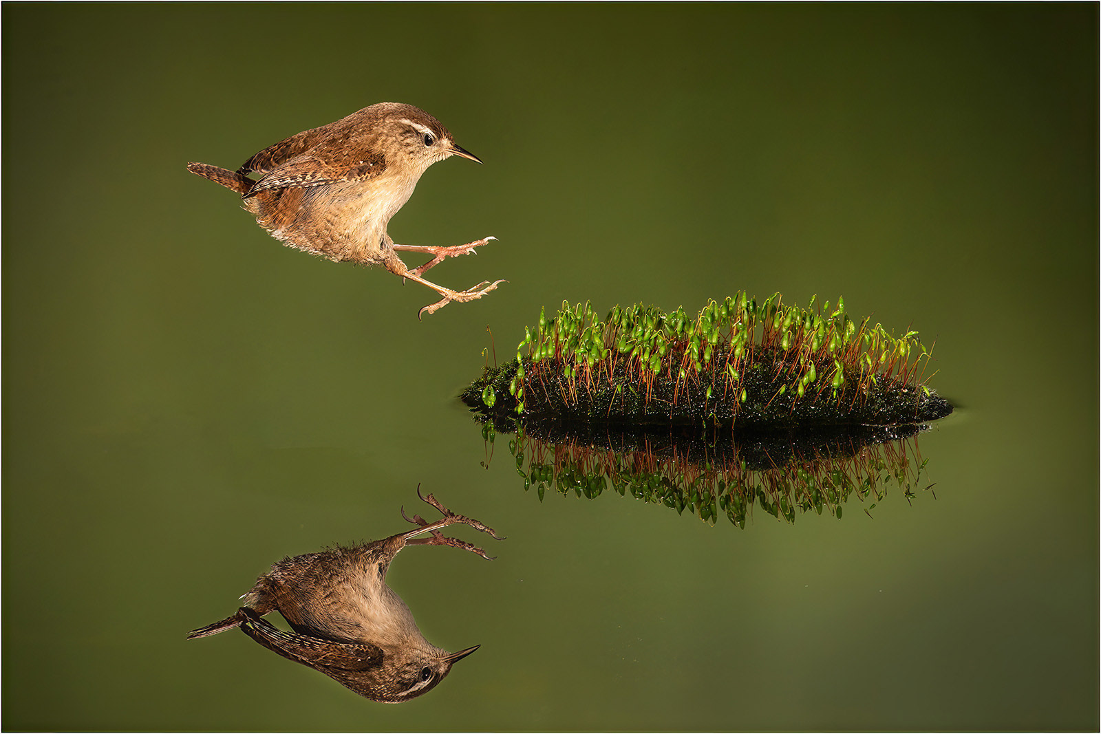 Incoming Wren