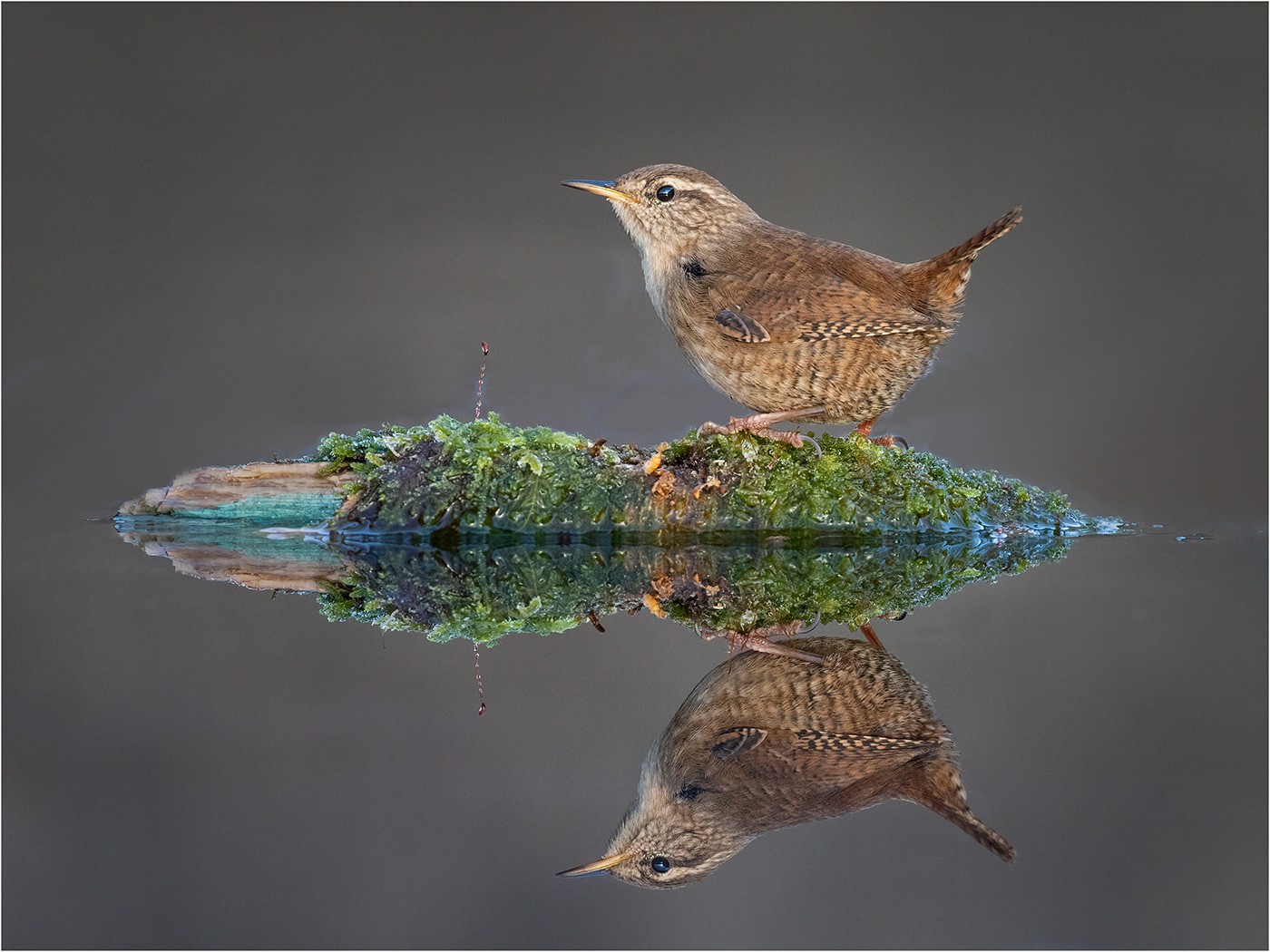 Reflective wren