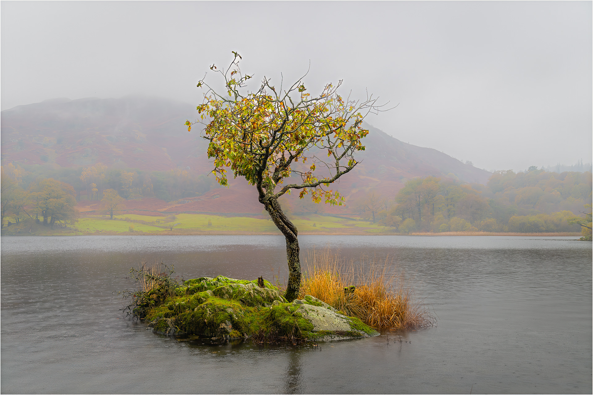 Rydal Tree in the mist