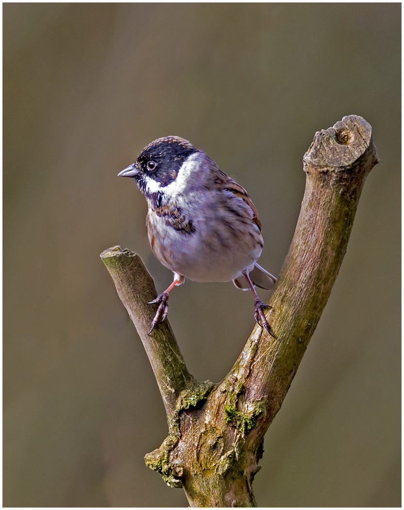 Reed Bunting (male)