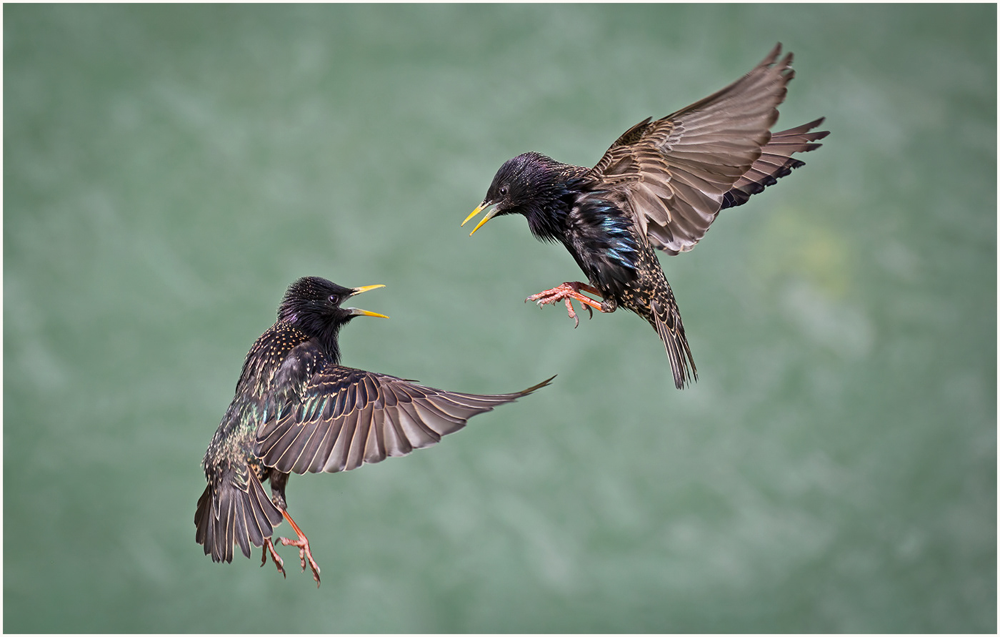 Aerial conversation