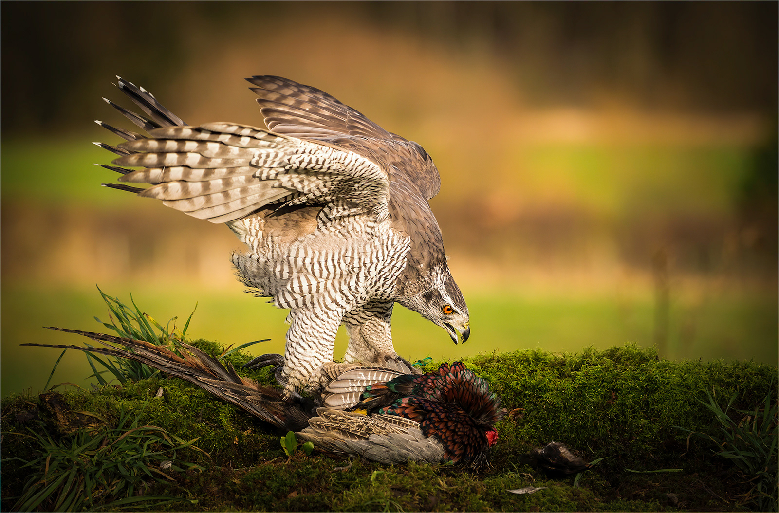 Nature in the raw
