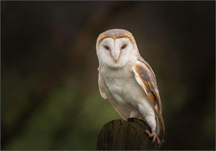 Barn Owl