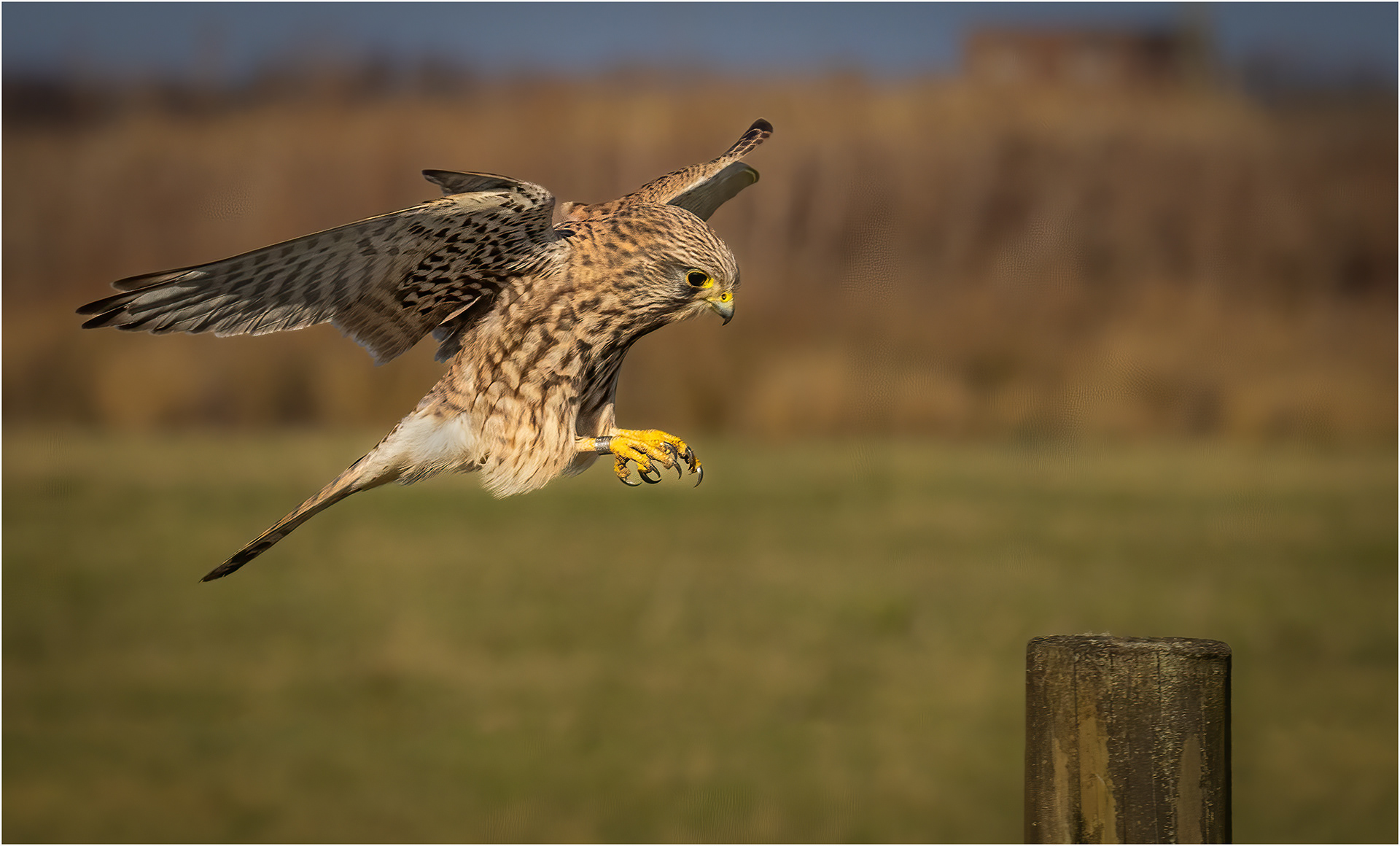 Kestrel landing