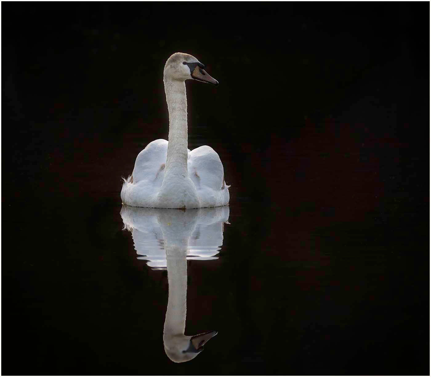 Swan